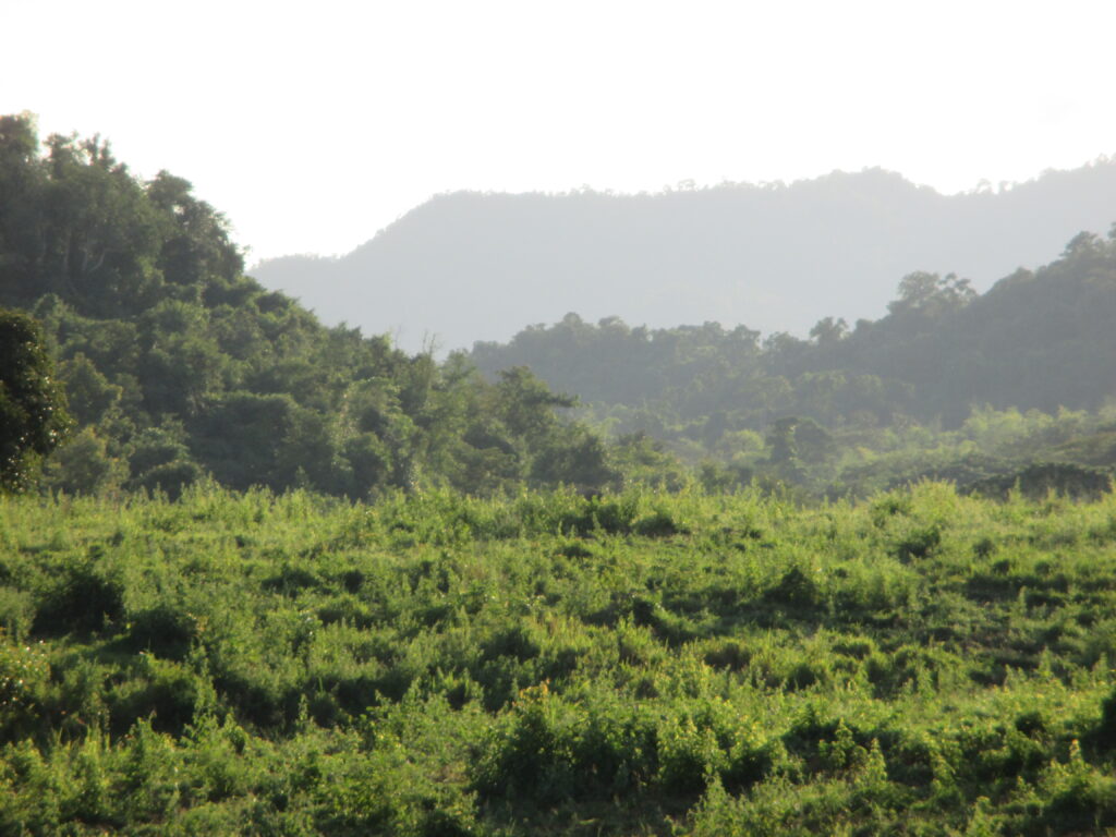 Deep in Khao Yai