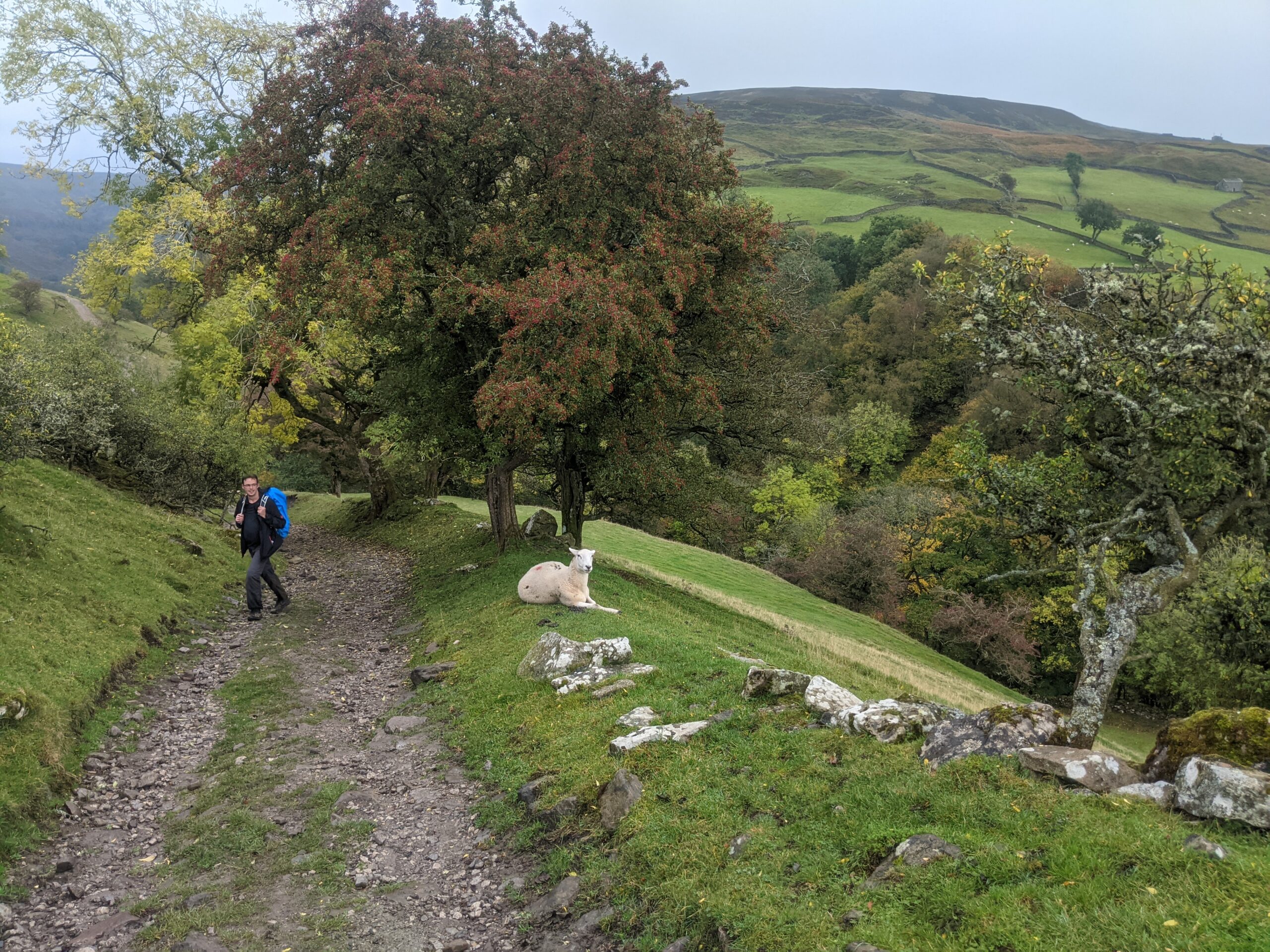 You'll likely see plenty of sheep on way