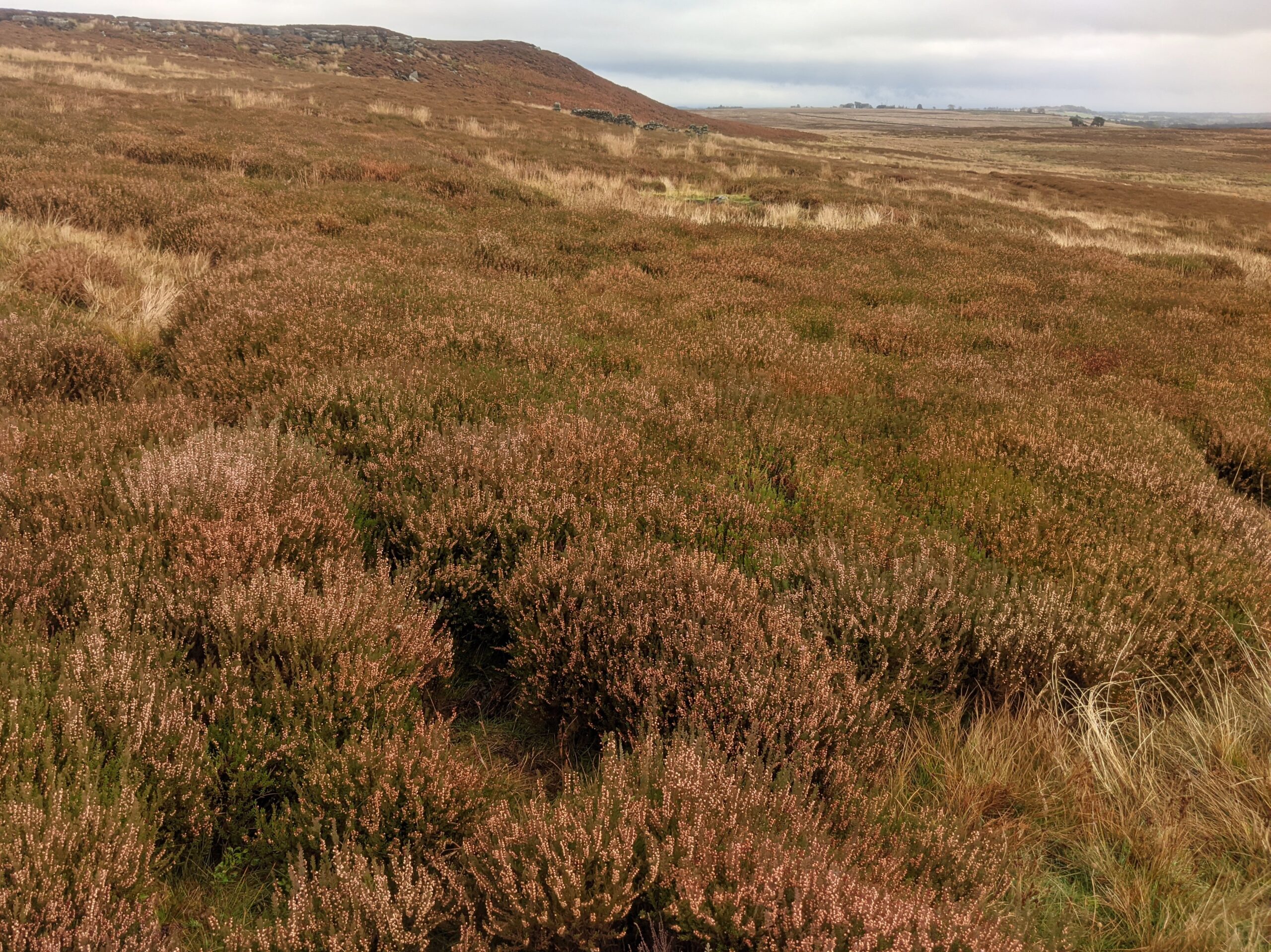 Fields of heather