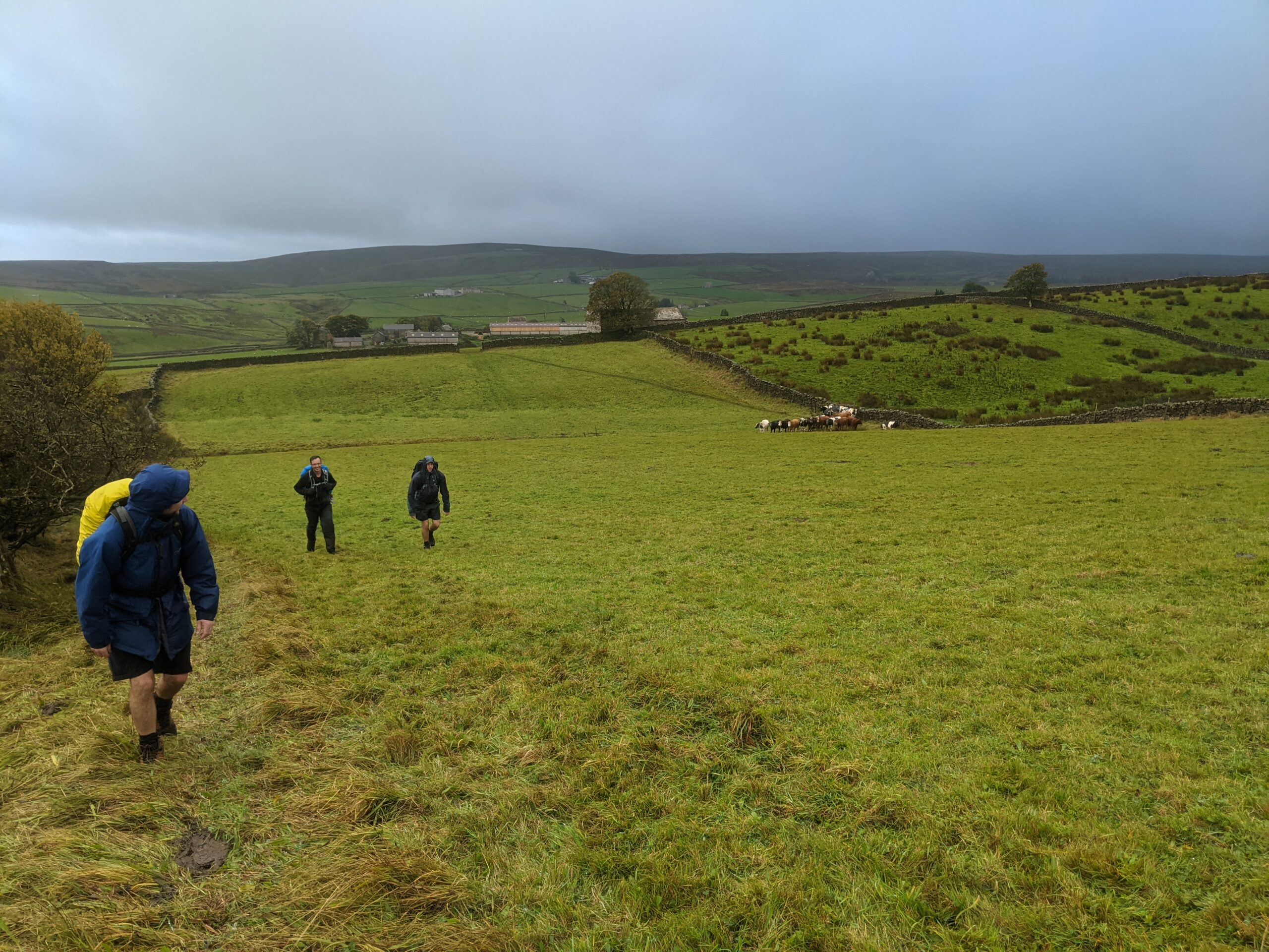 Avoiding cows in the rain