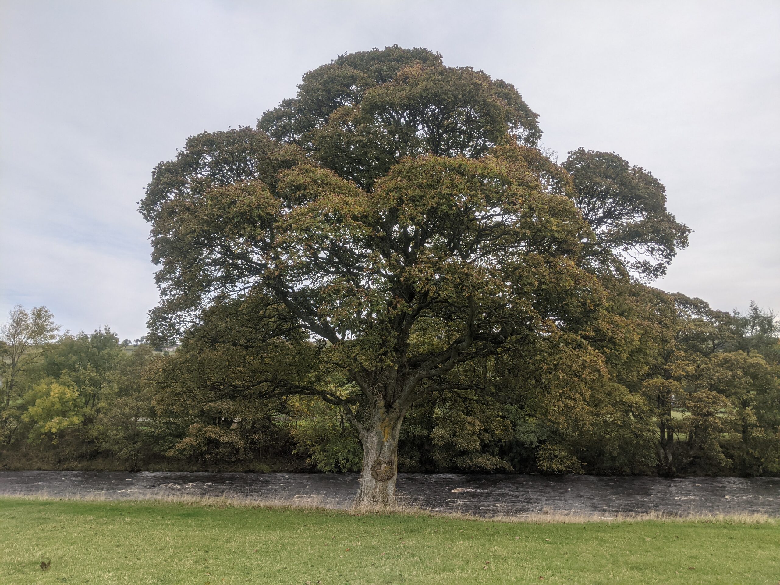 Tree of the day