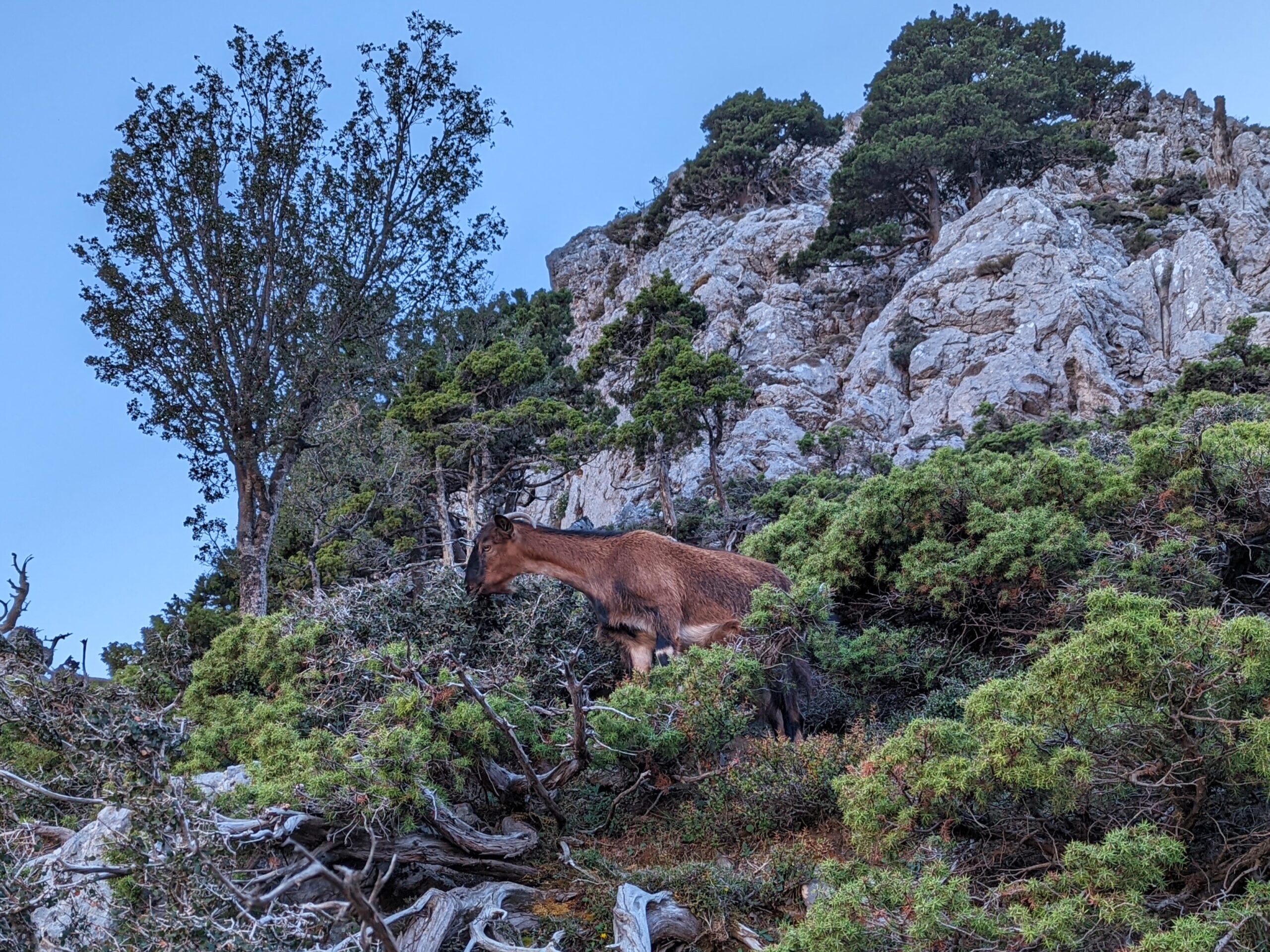 Easy work for the goats