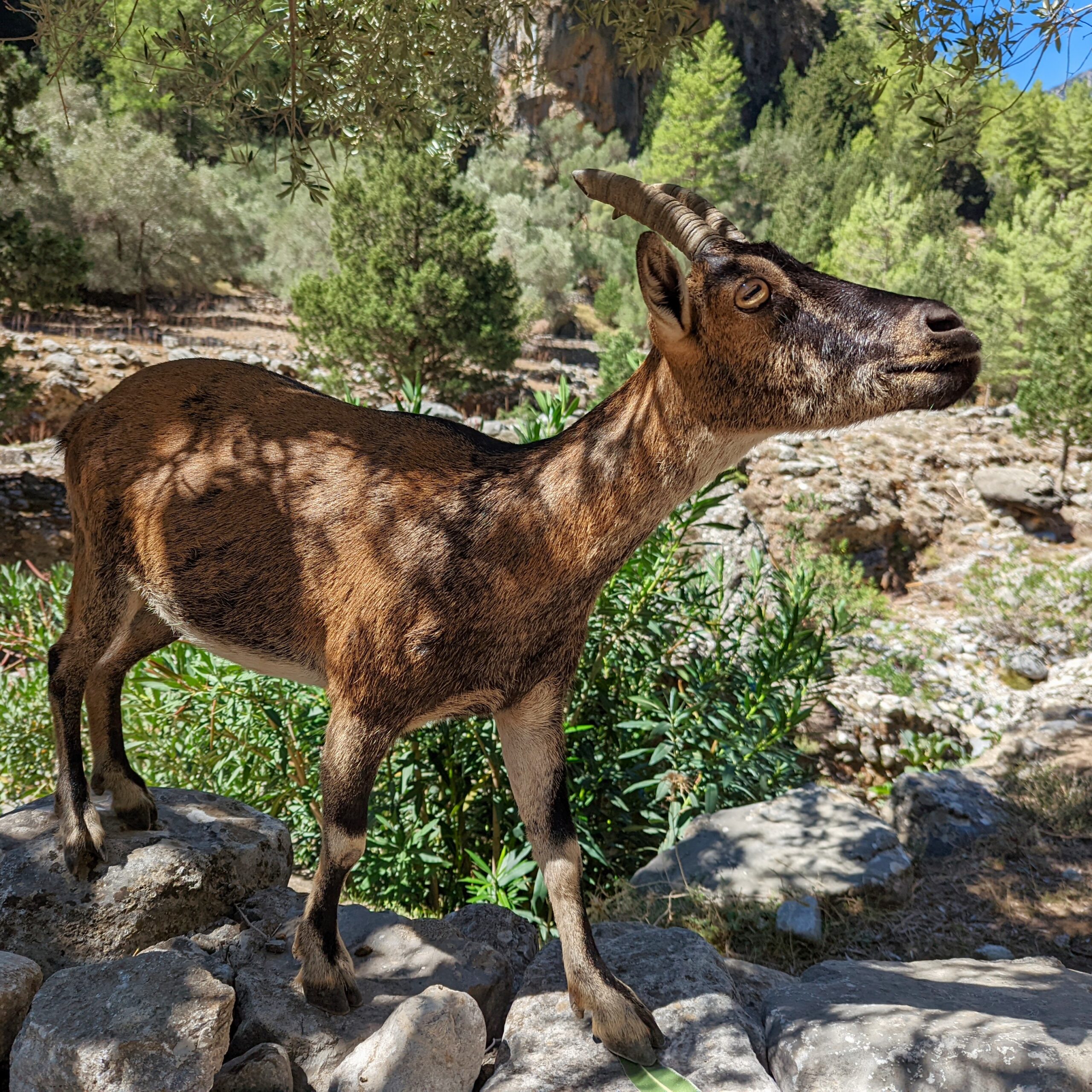 The feral goat of Crete