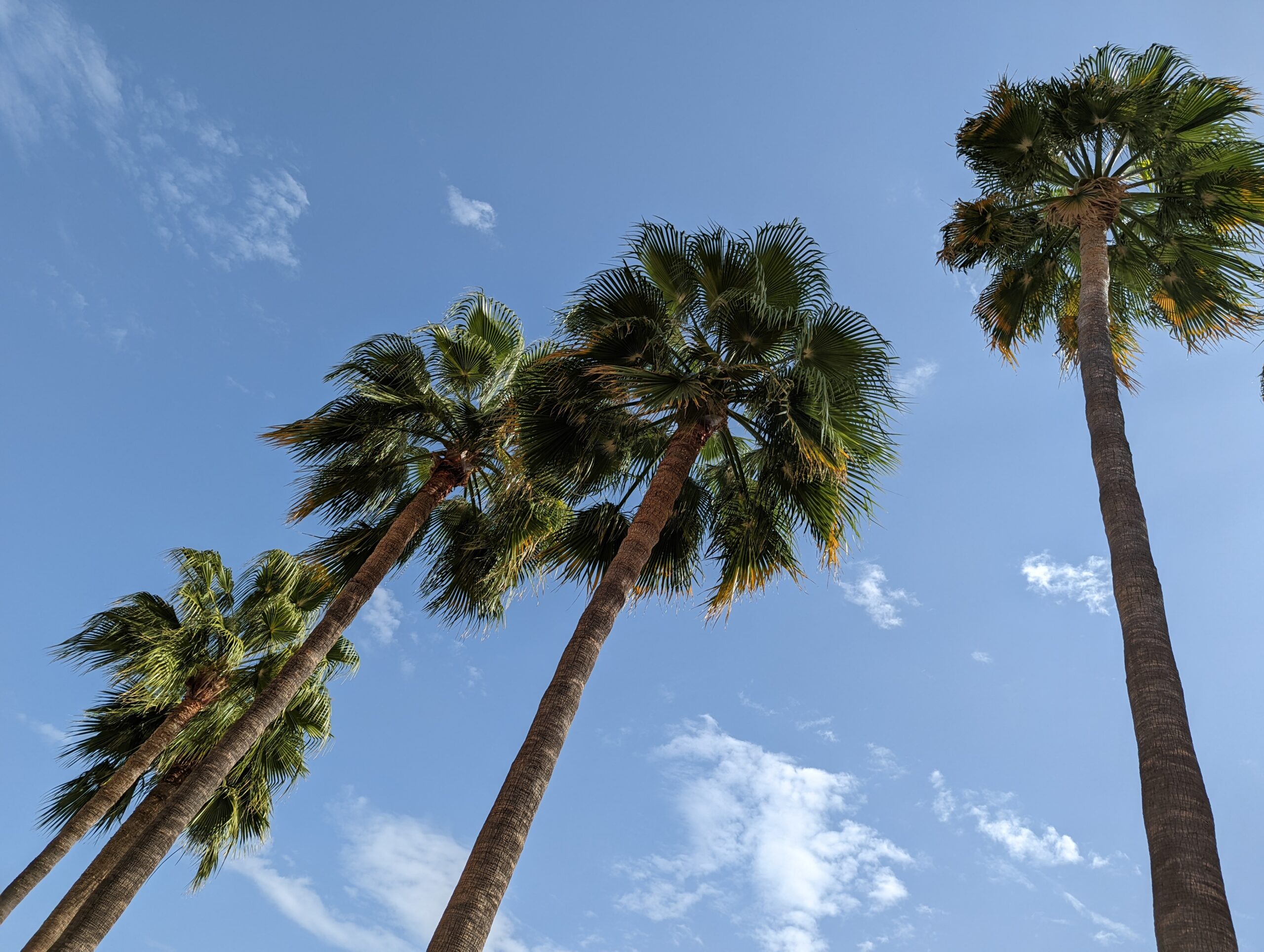 Palm trees