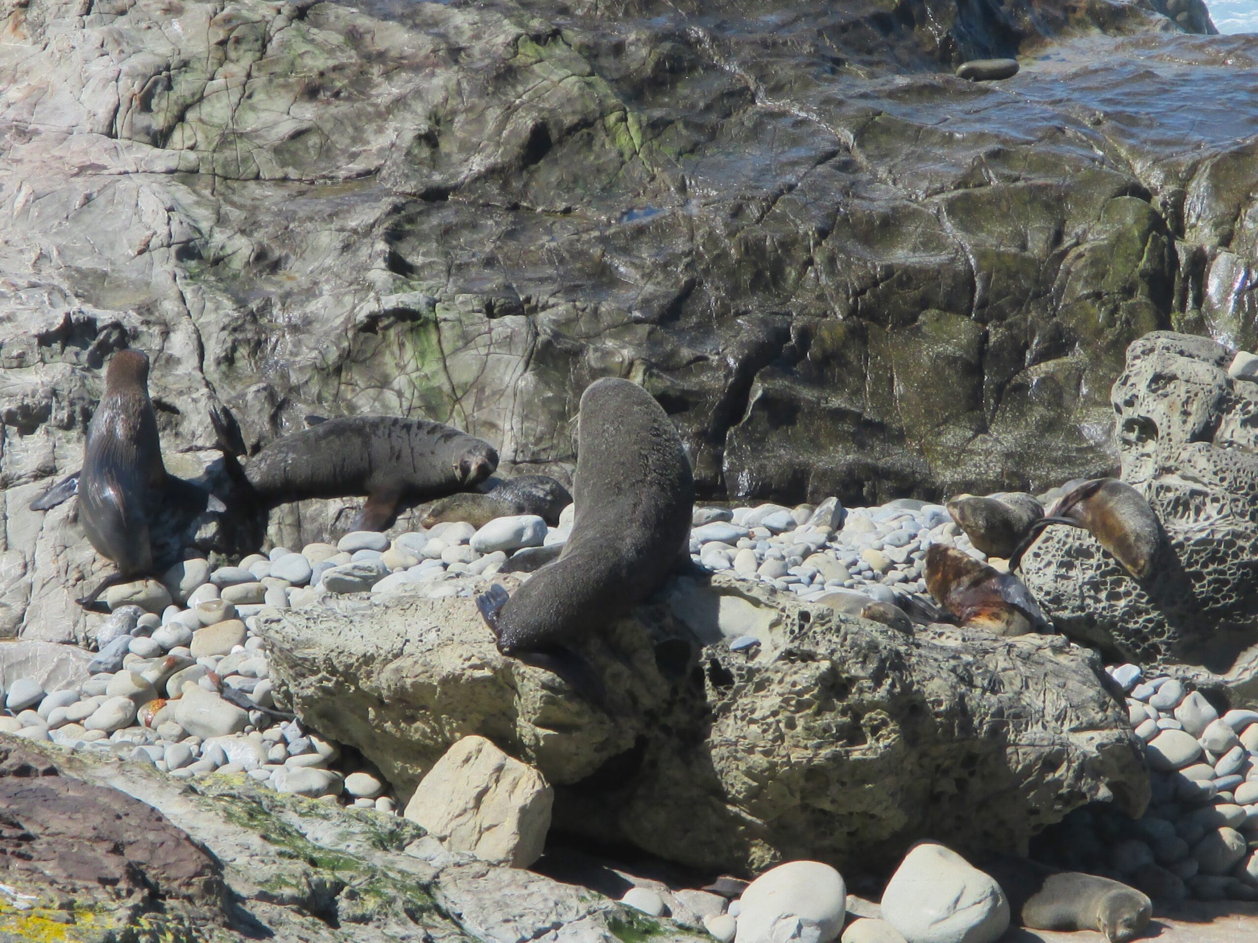 A family of seals