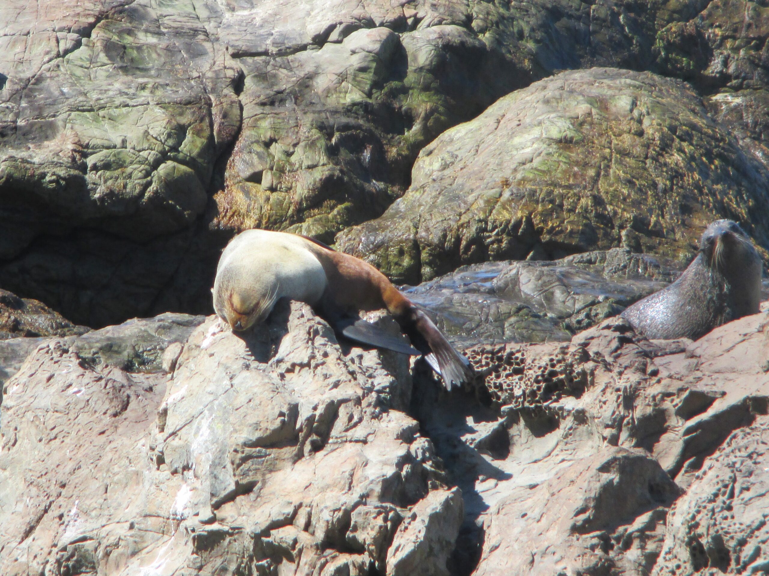 Seals can sleep almost anywhere