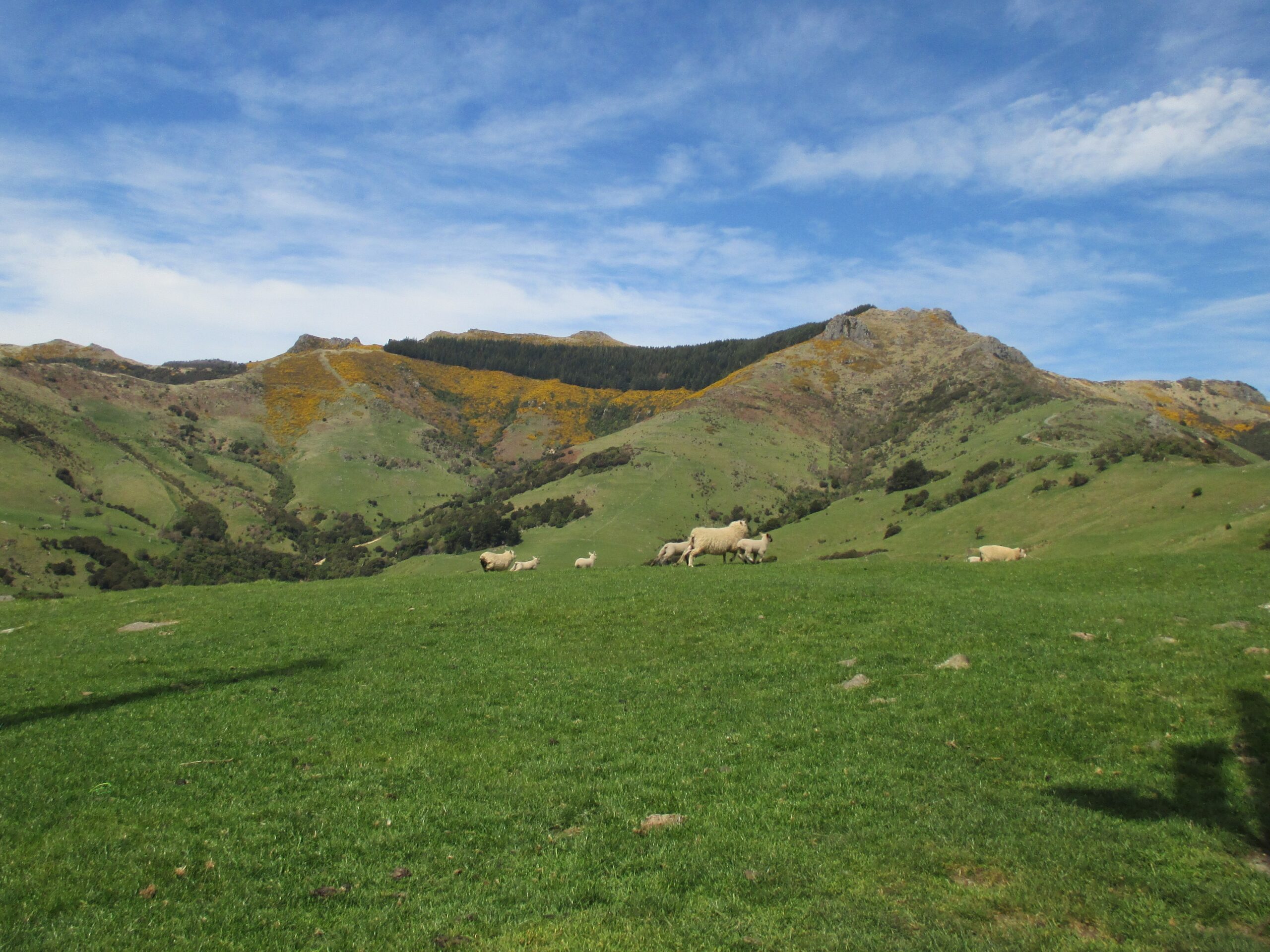 The rolling green hills