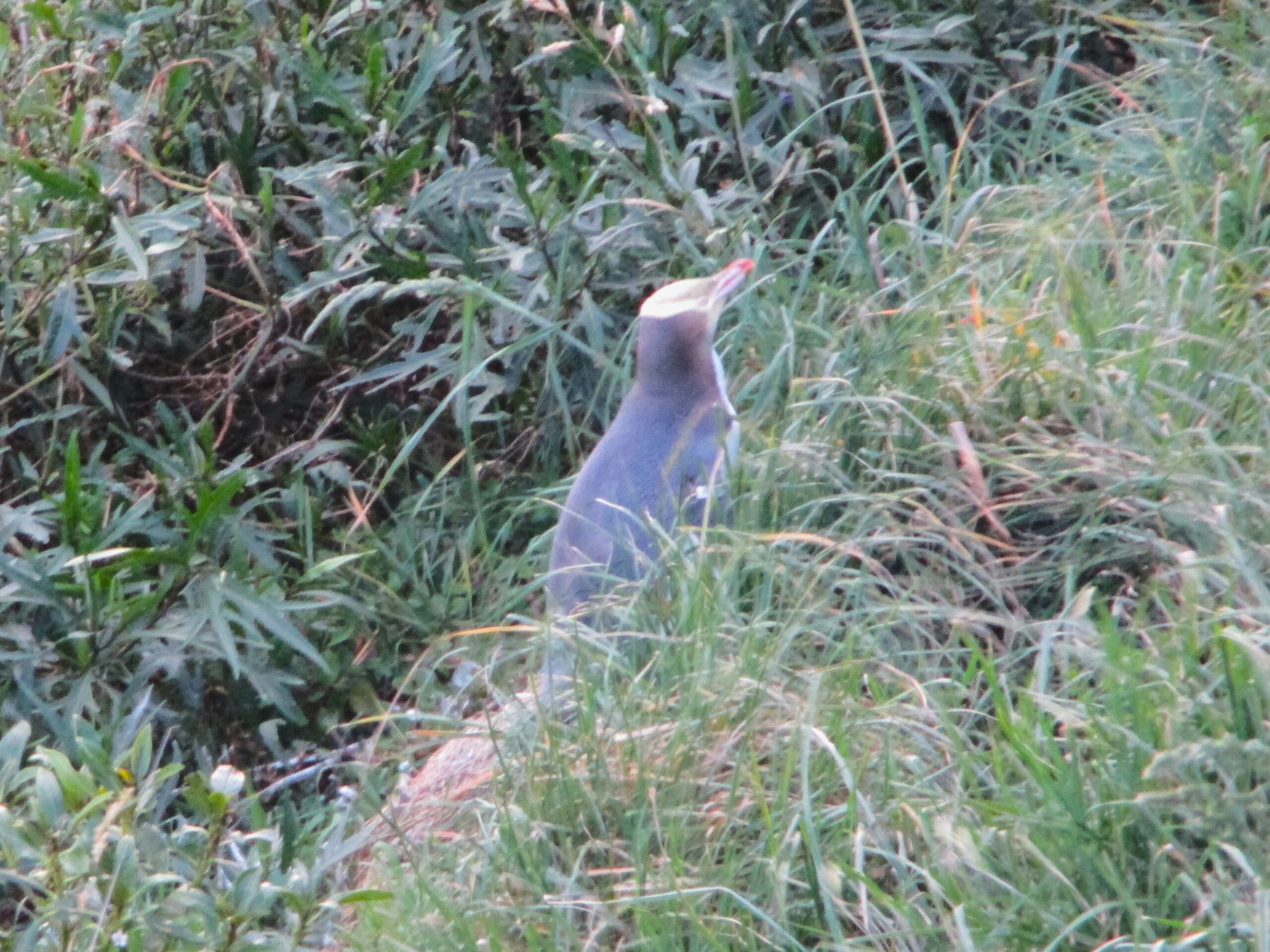 A yellow-eyed penguin returning to its nest