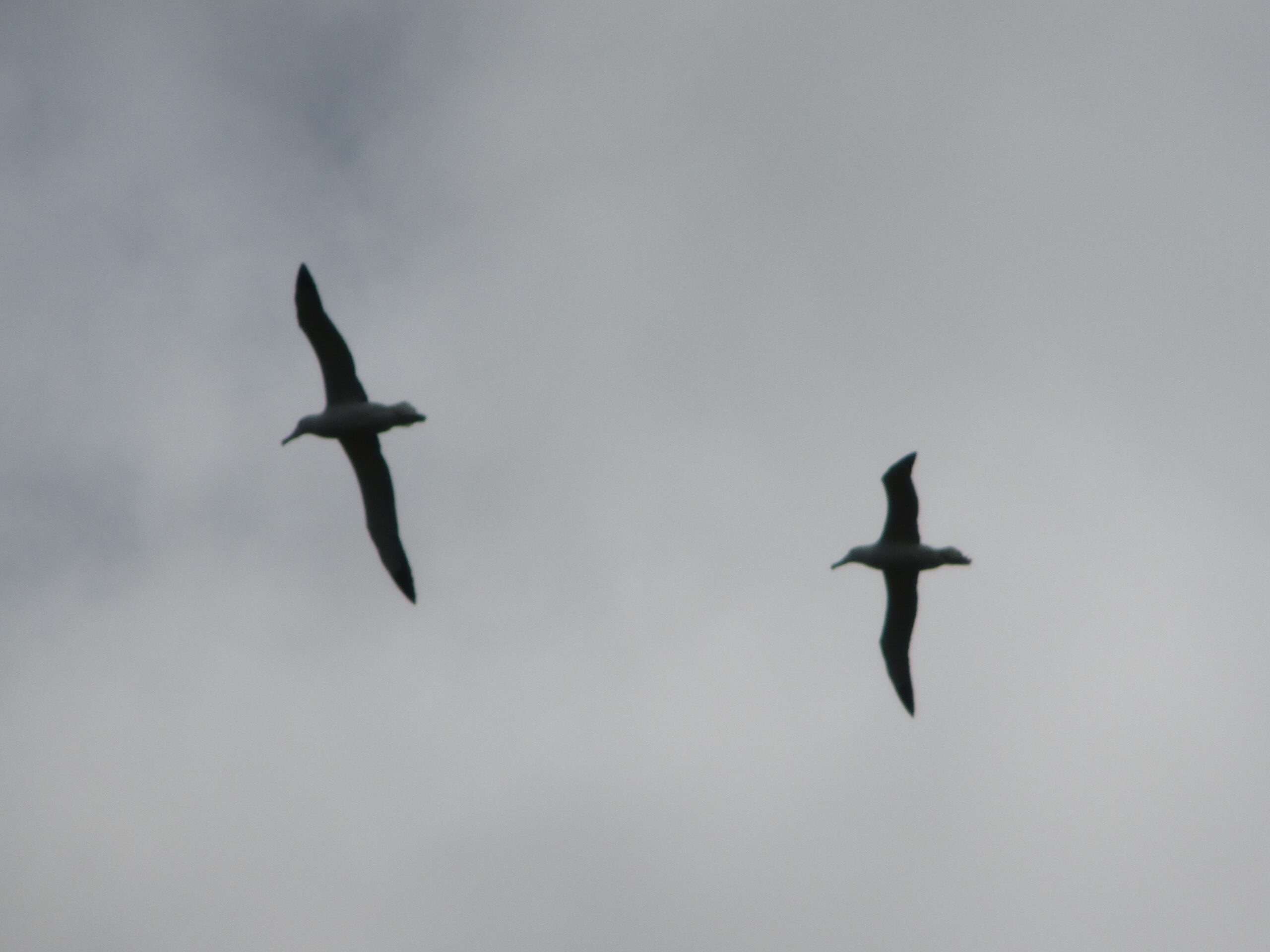 Flying albatrosses