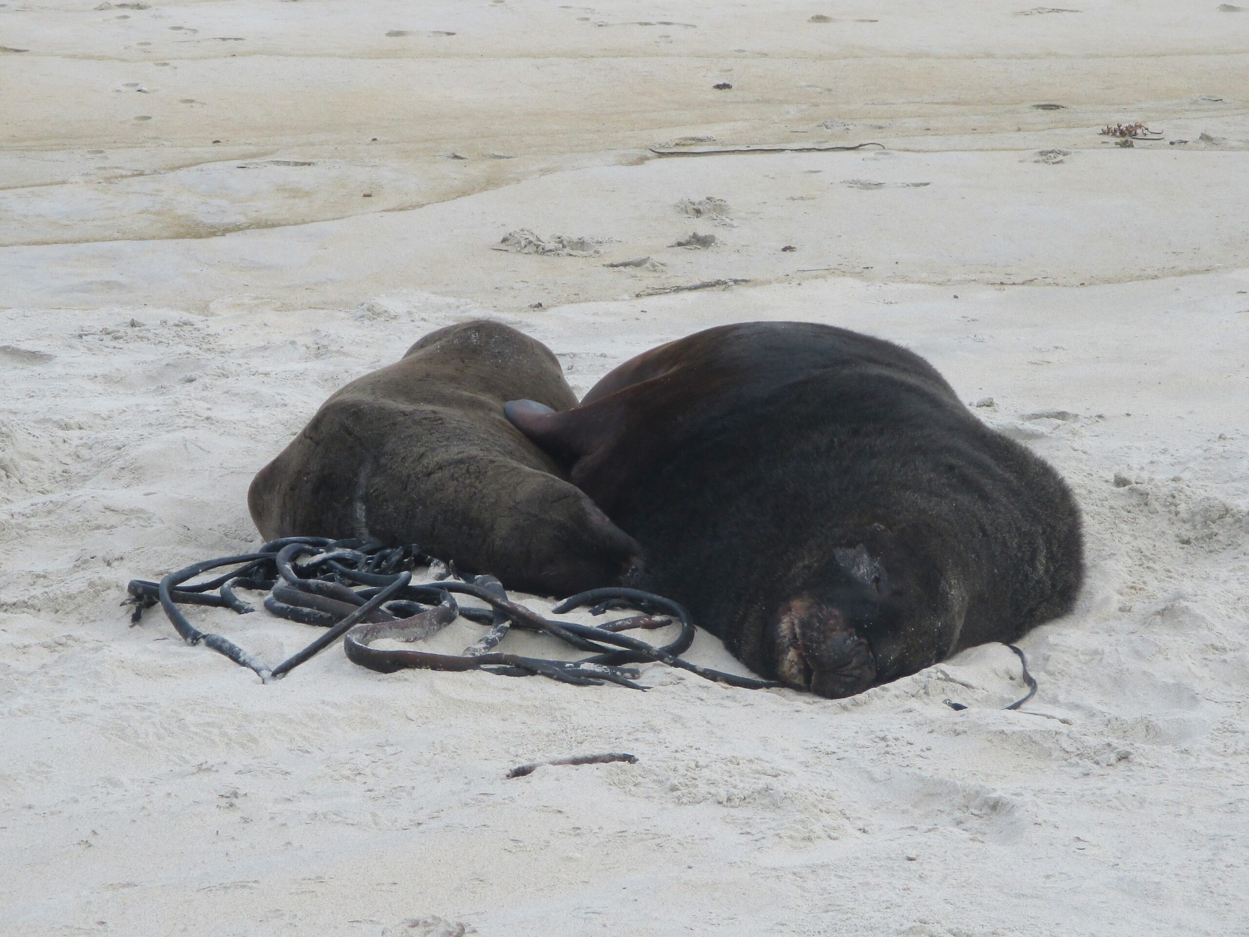 Two sea lions cuddling