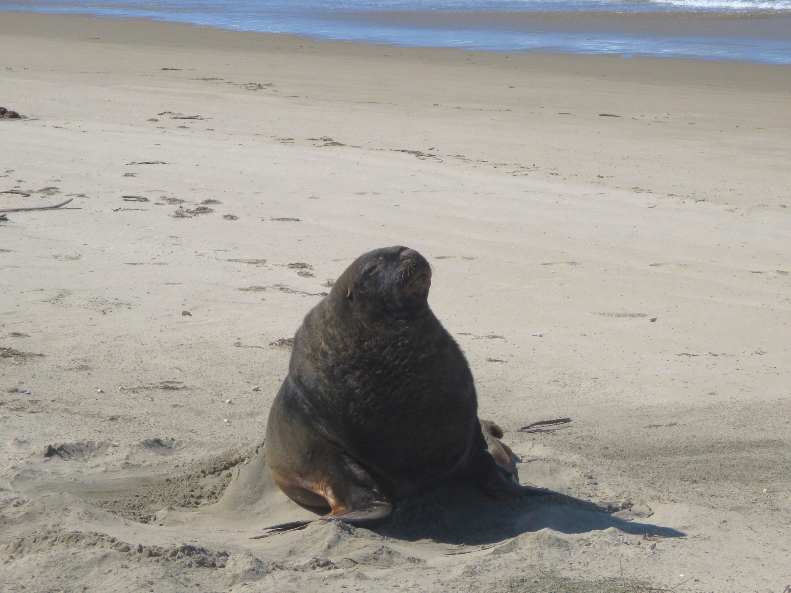 Huge Hooker's Sea Lion