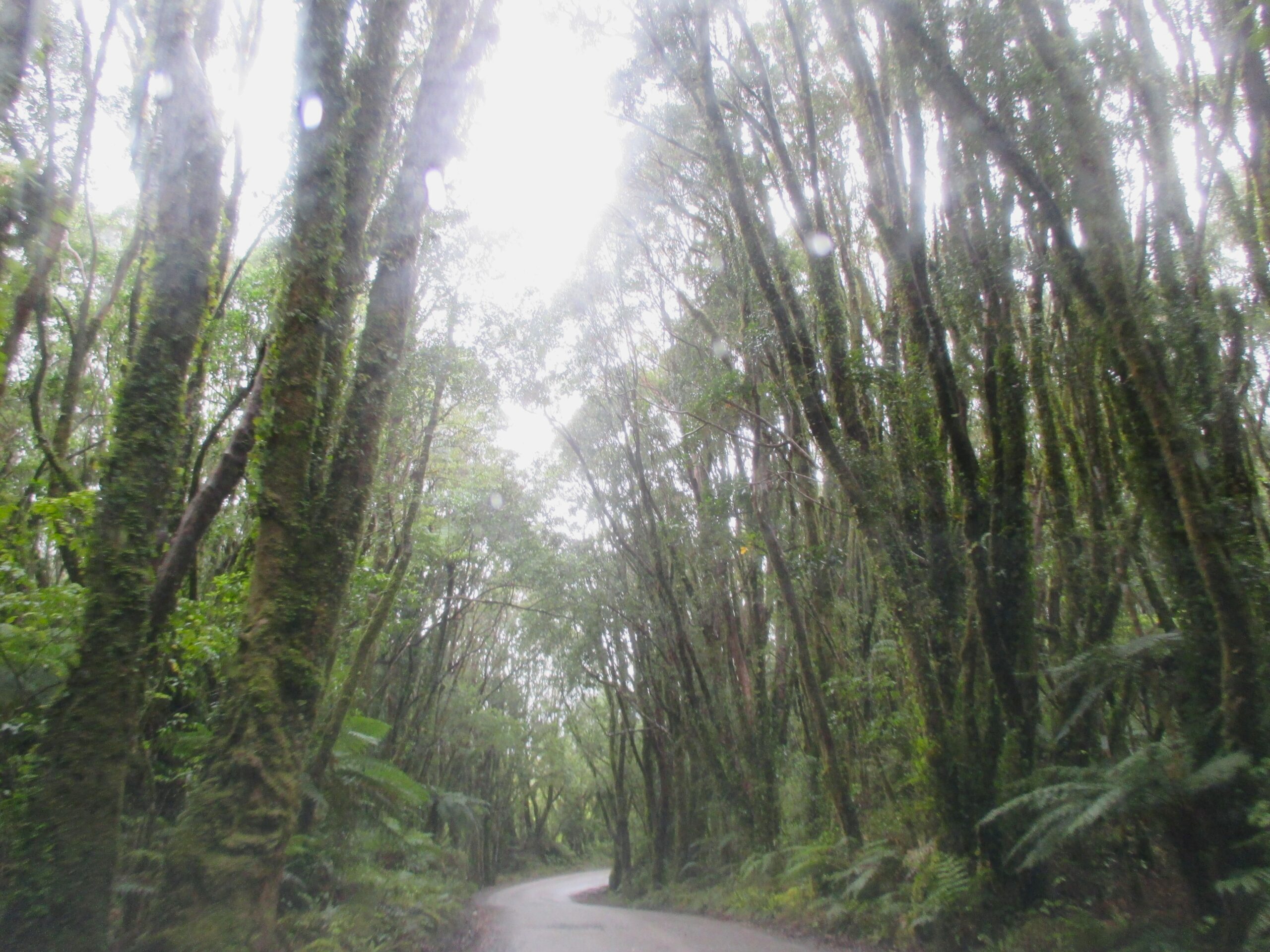 Driving under the trees