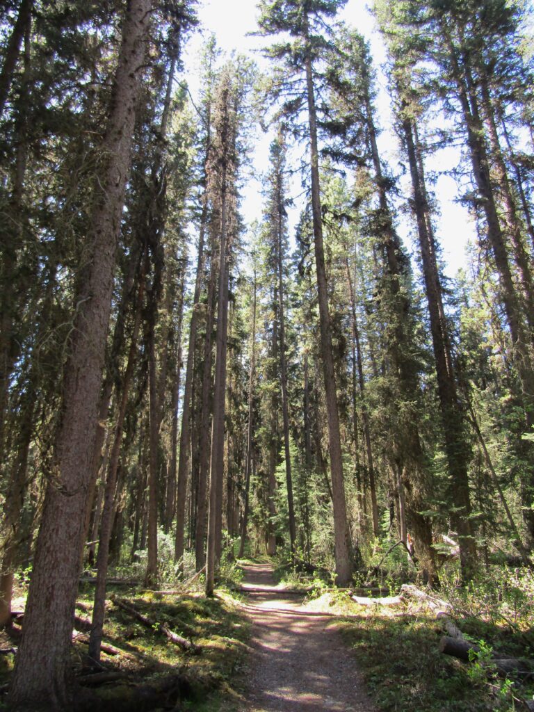 The trail through the trees