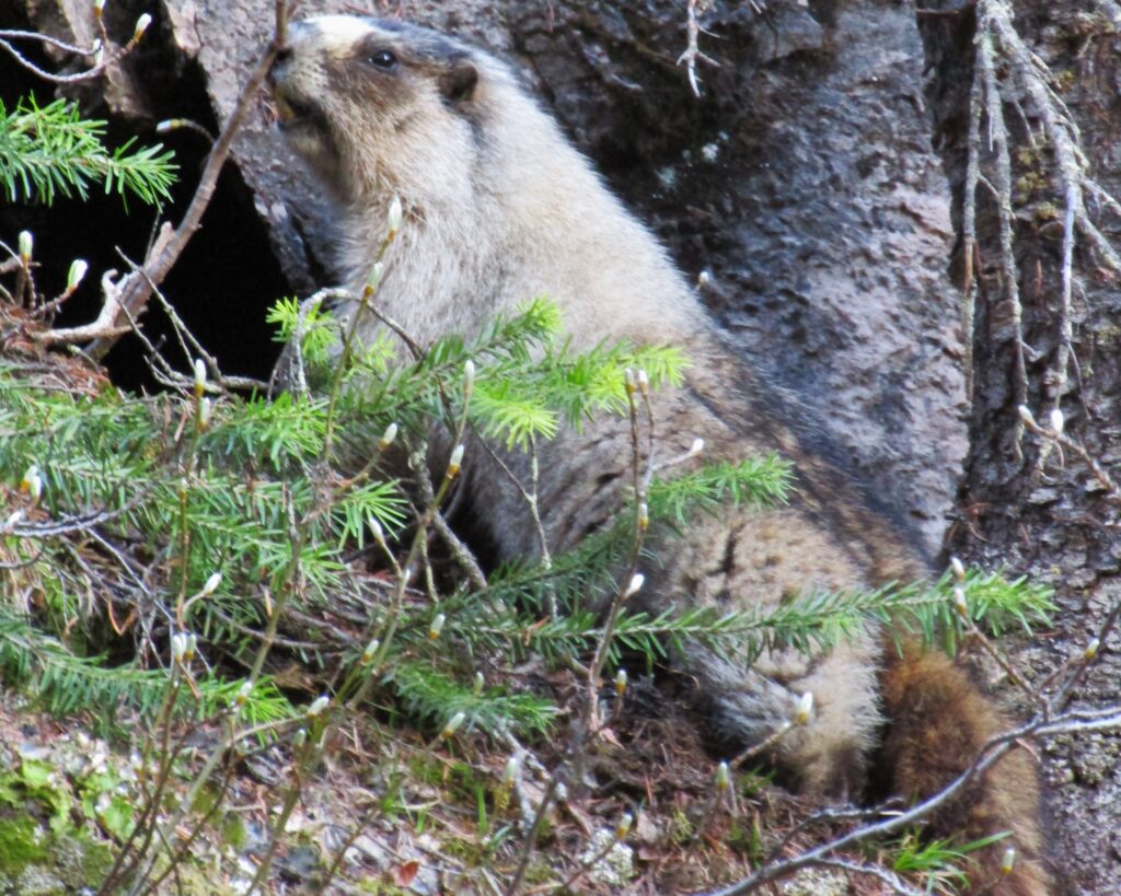 A screeching marmot