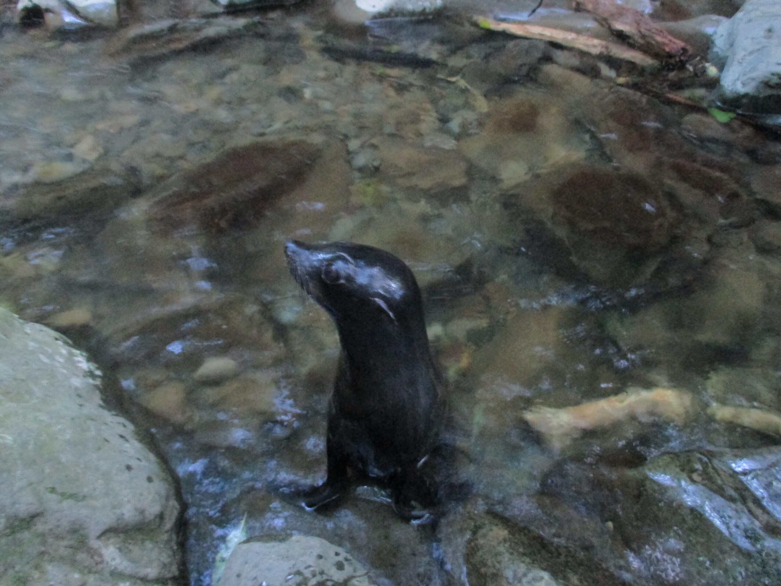 A seal cub saying hello