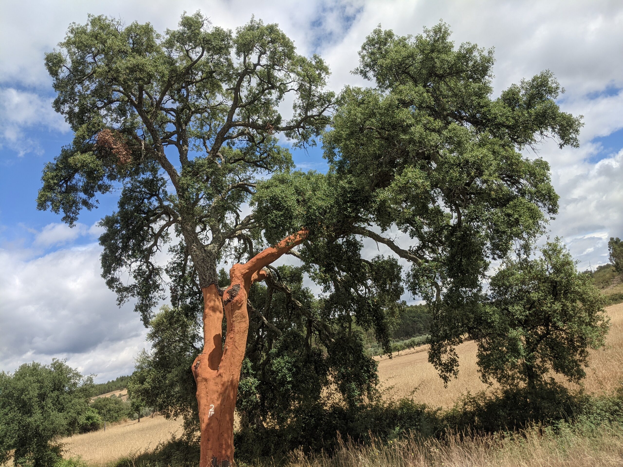 A cork oak in the drier East