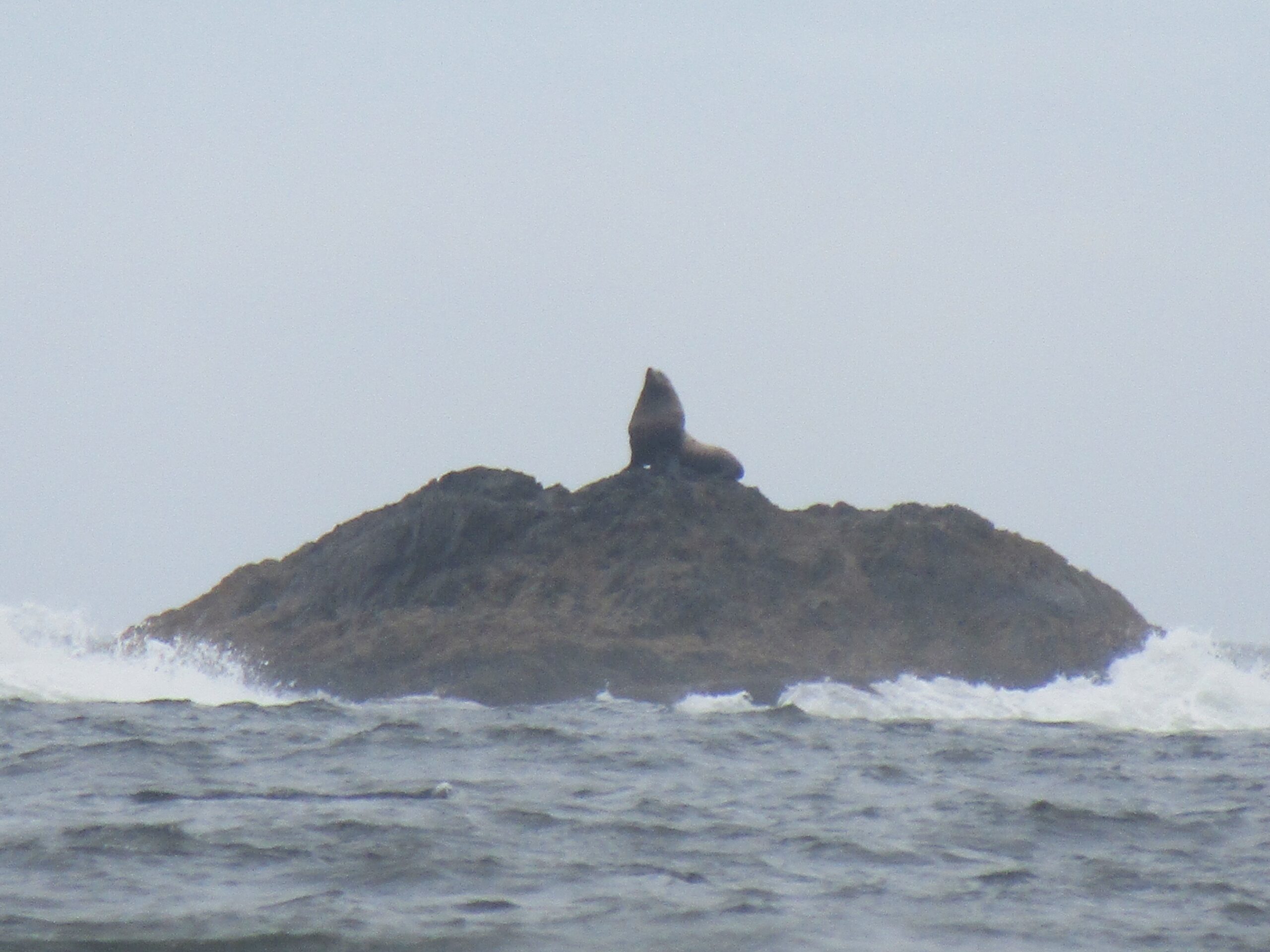 A Stellar sea lion, on the rocks