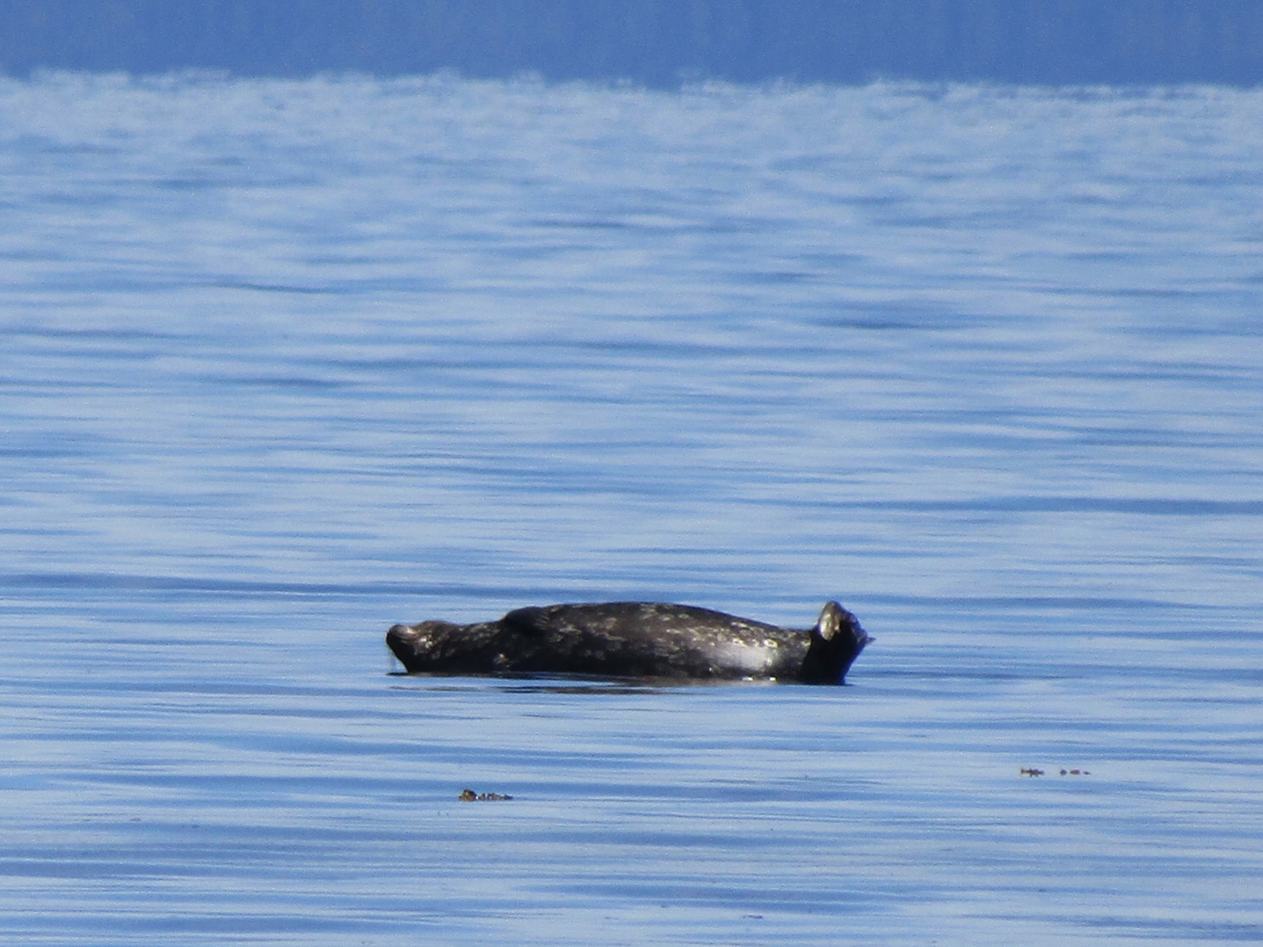 Sleeping on water