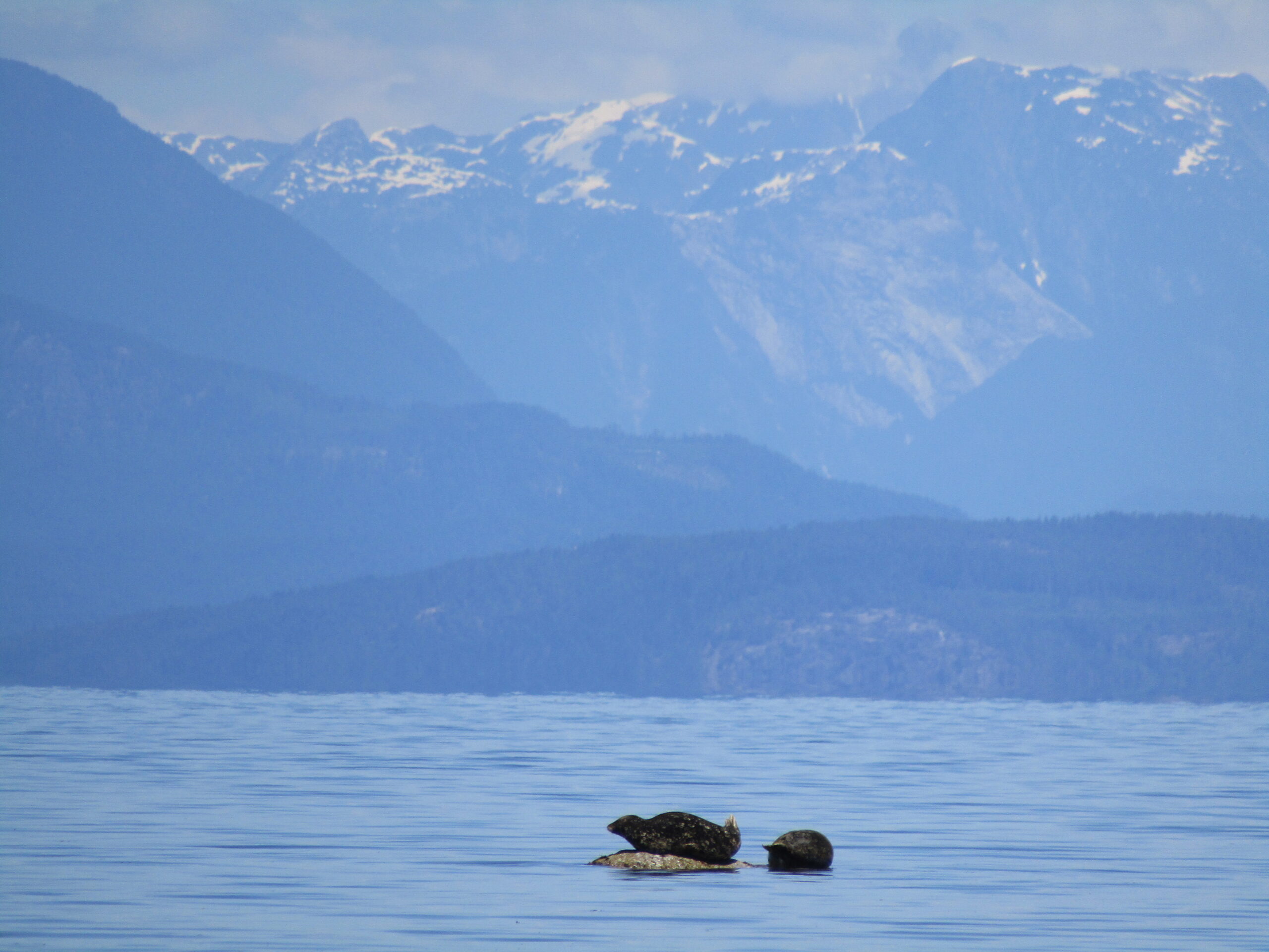 Two seals enjoying the view