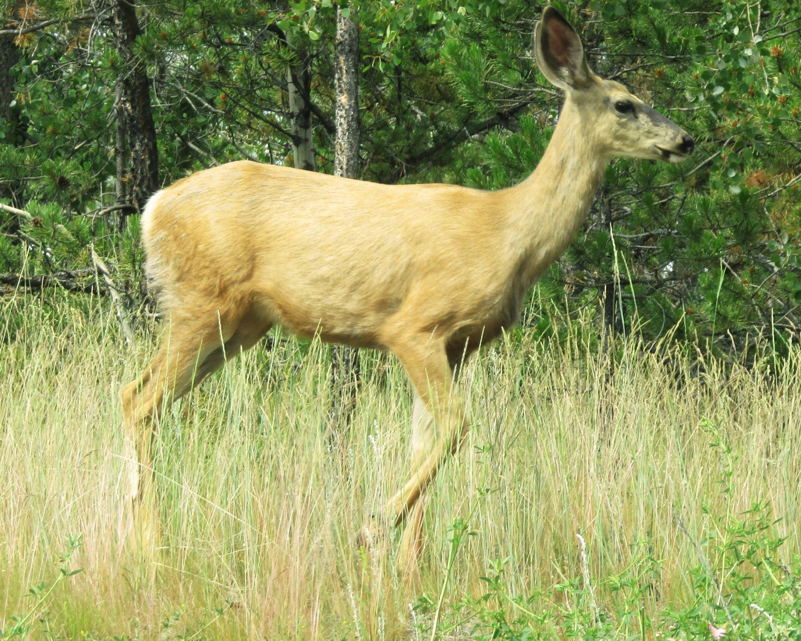 A white-tailed deer