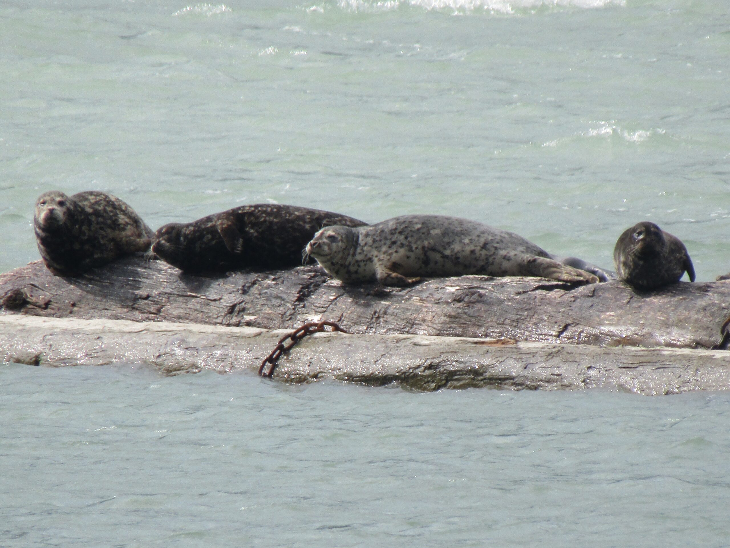 Common seals chilling off Bella Coola