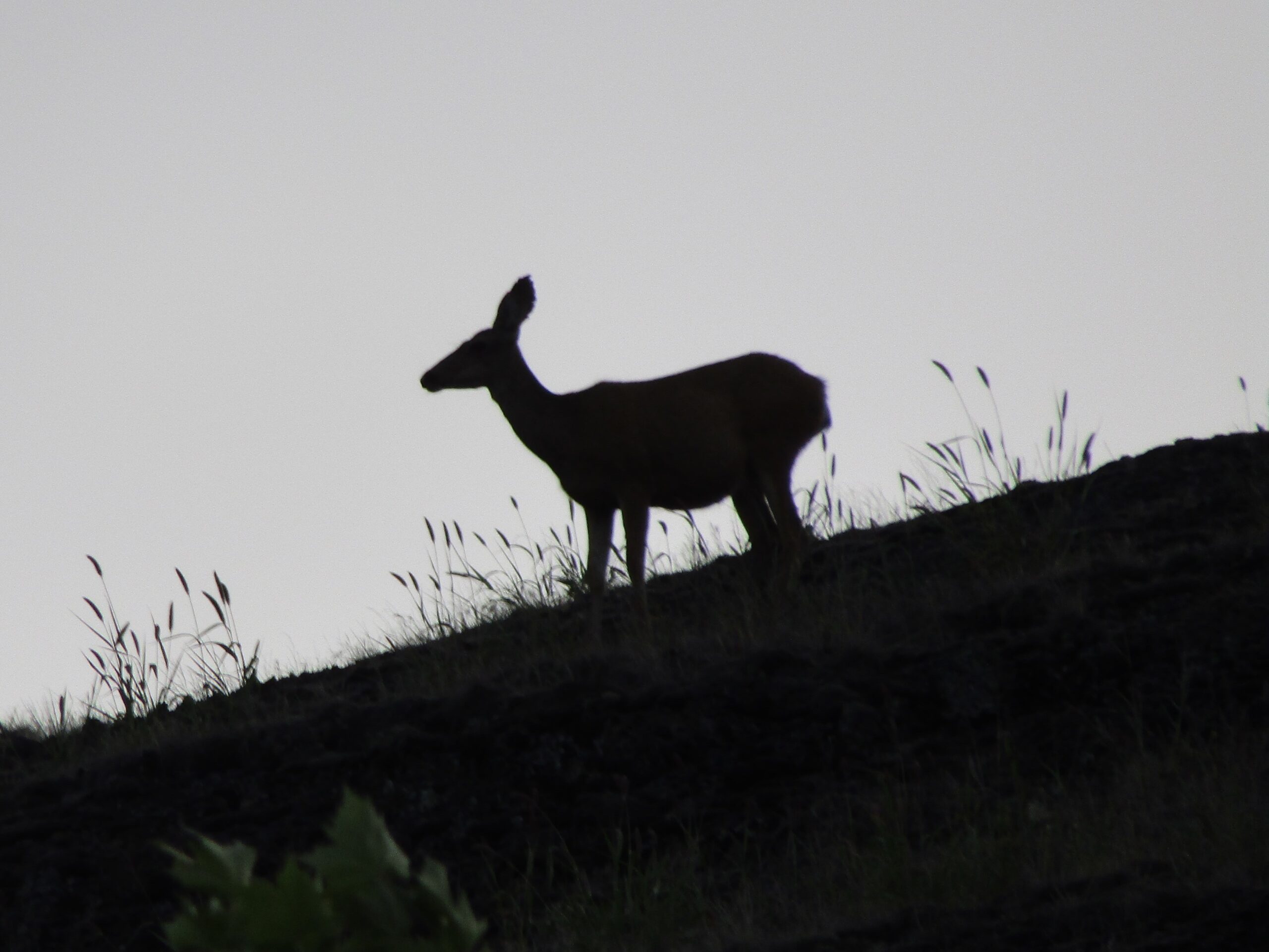 Silhouette on the hills of Vernon, BC