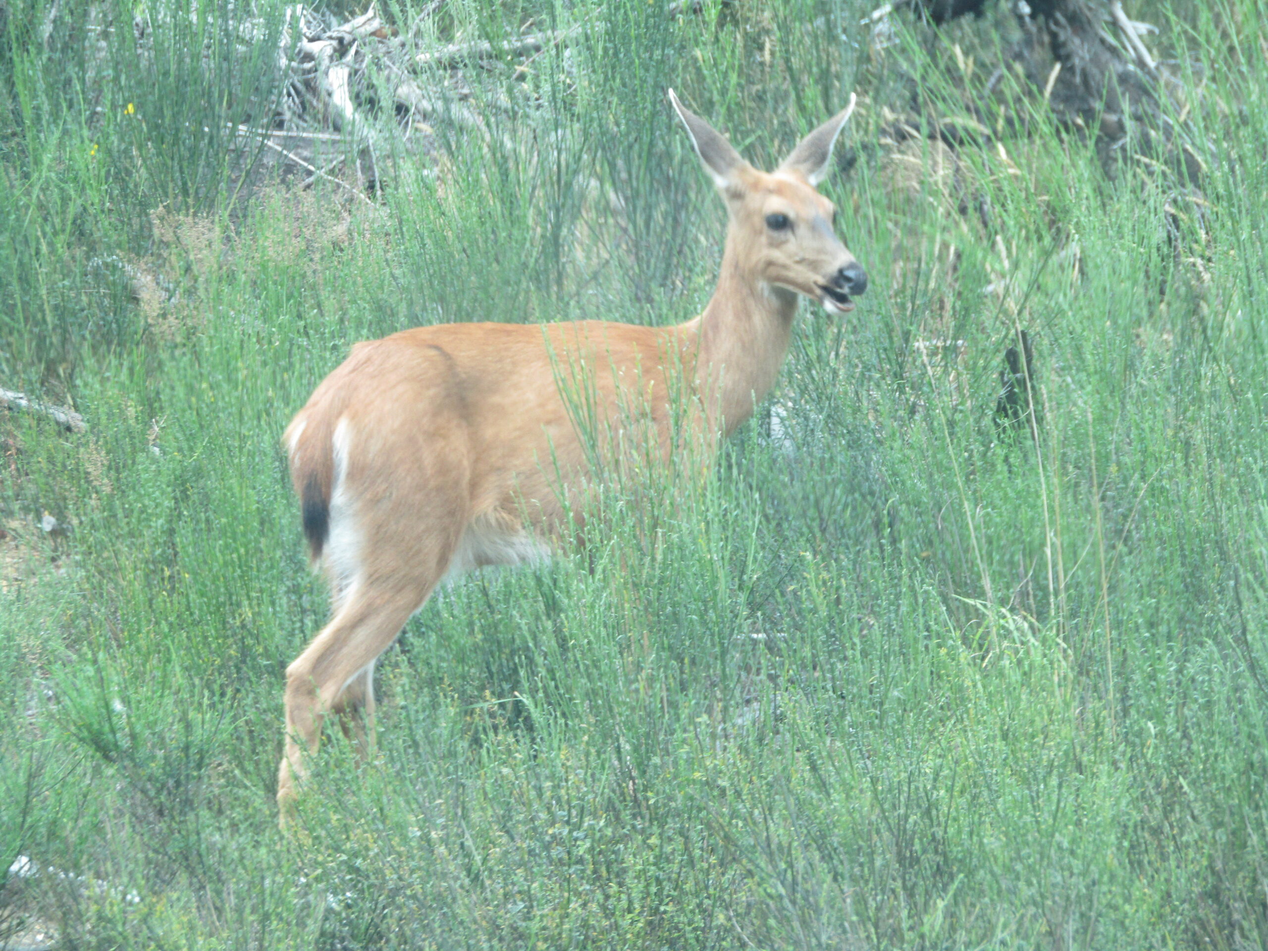 Bambi