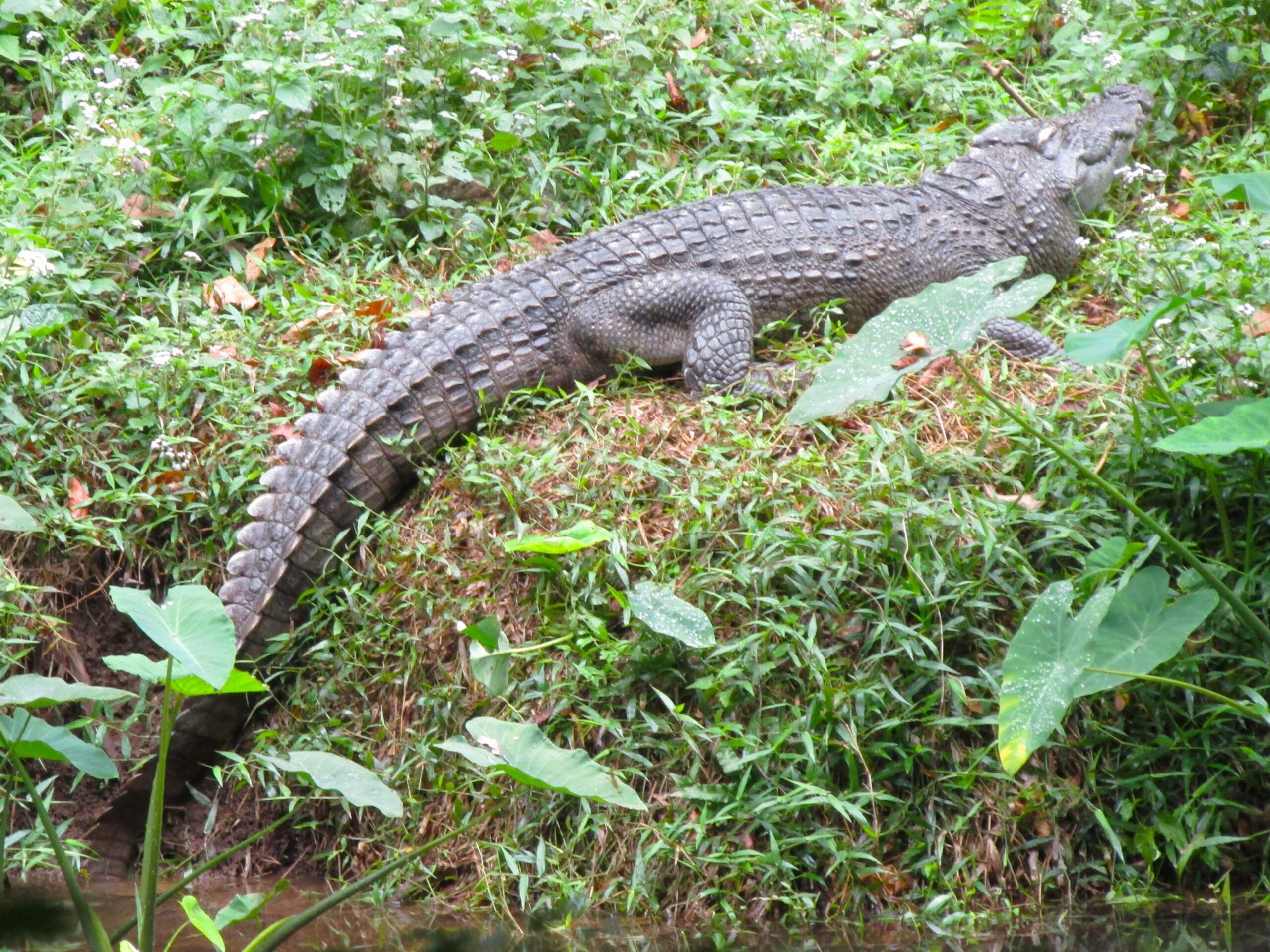 A Siamese crocodile. Not a fan of selfies