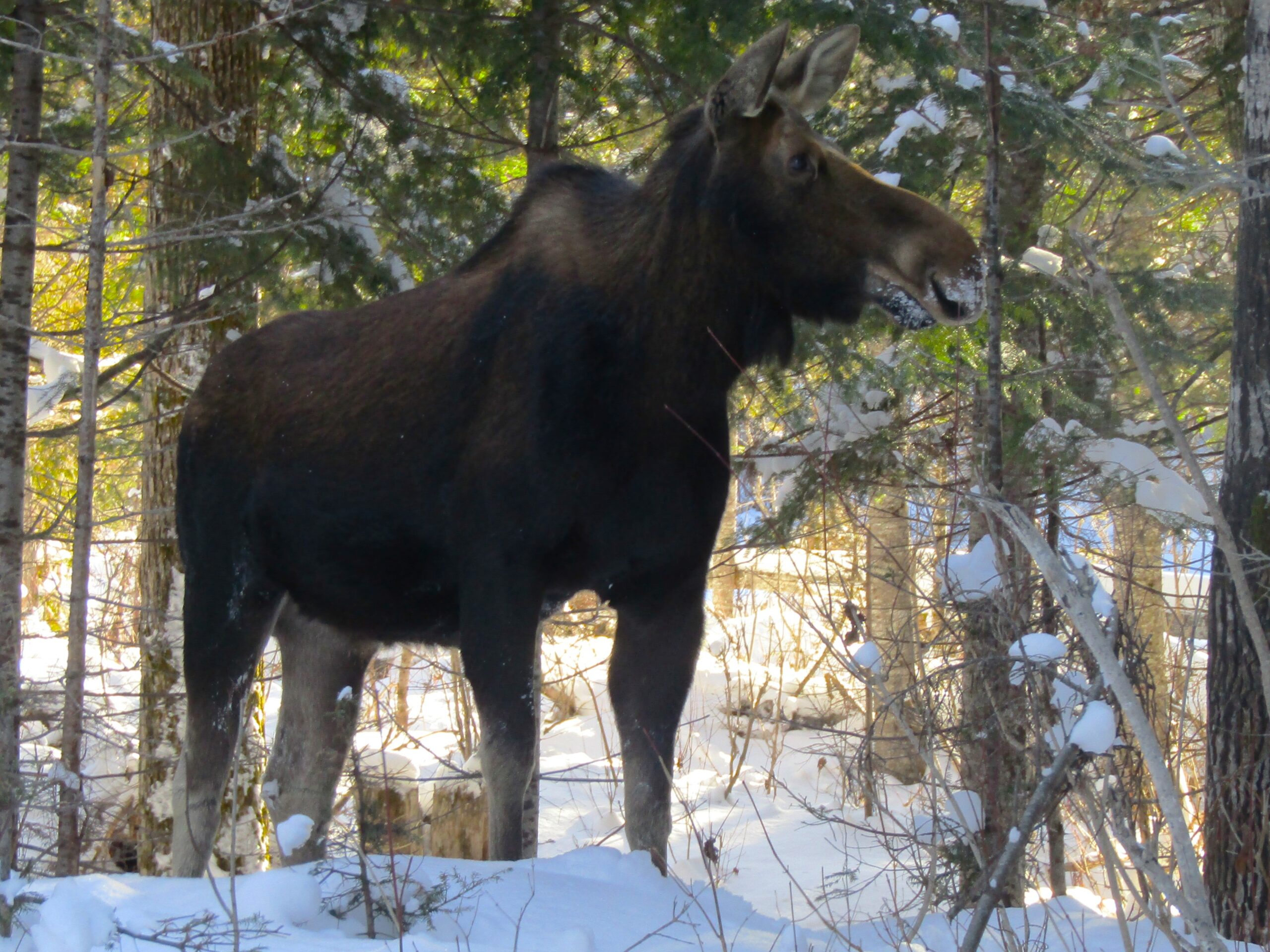 A large female