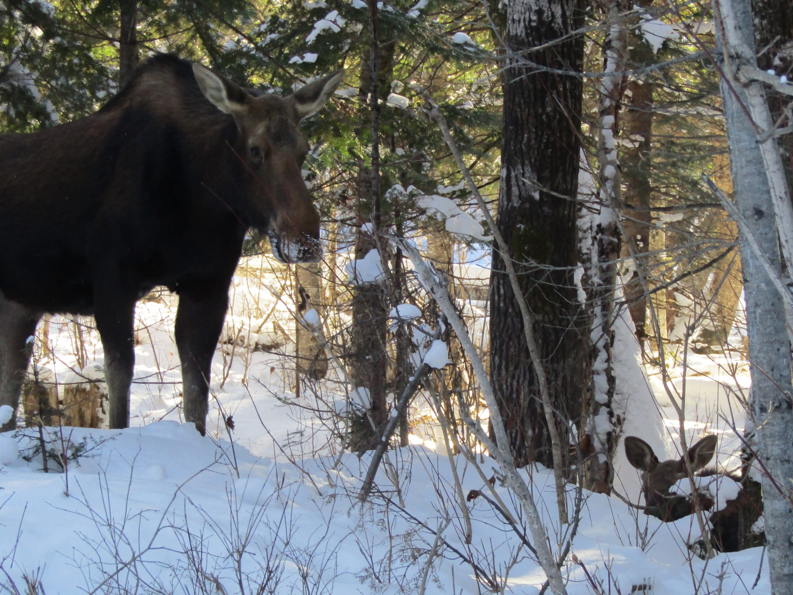 Keen-eyes may spot a calf