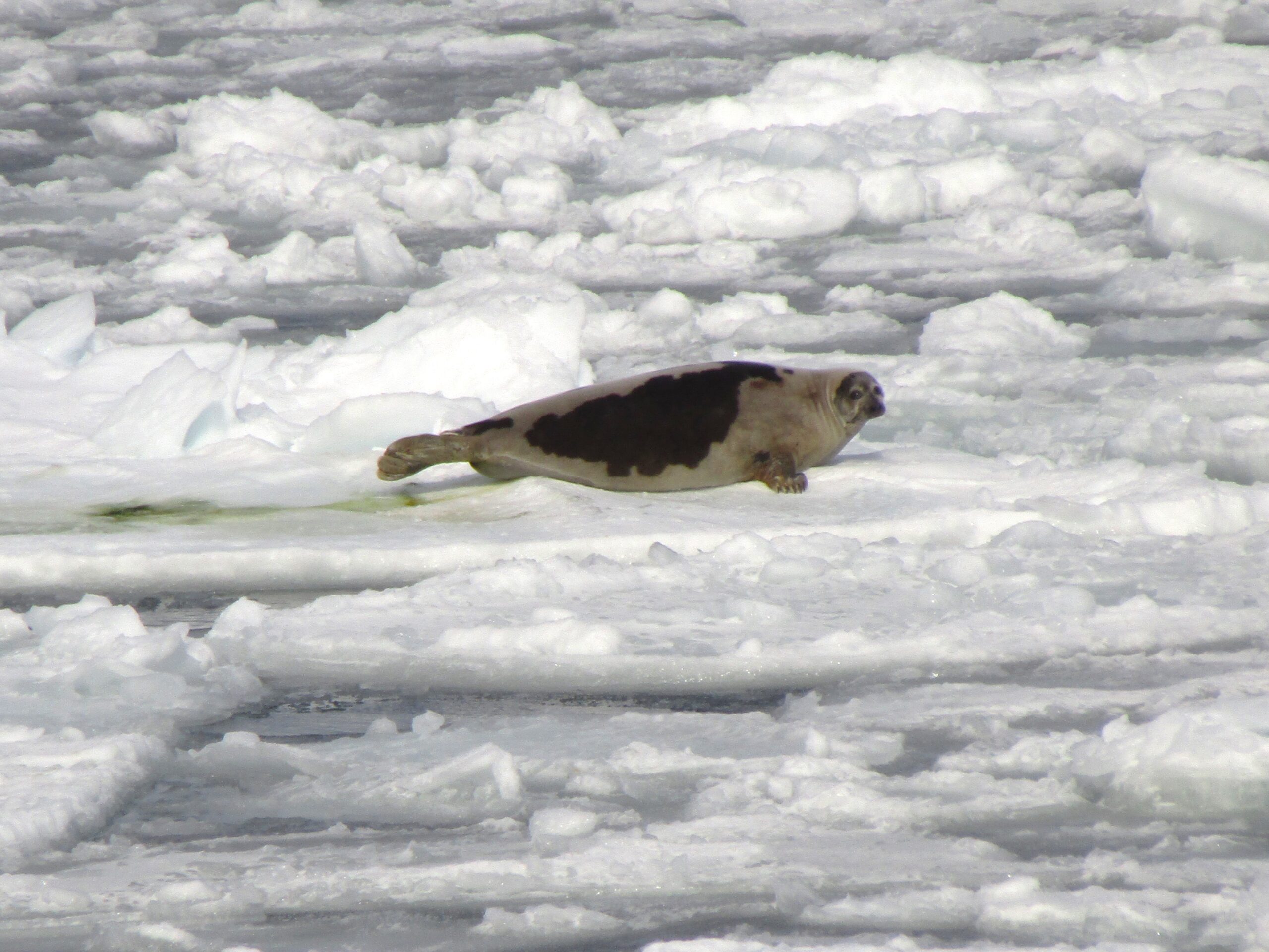 A full-grown Harp seal