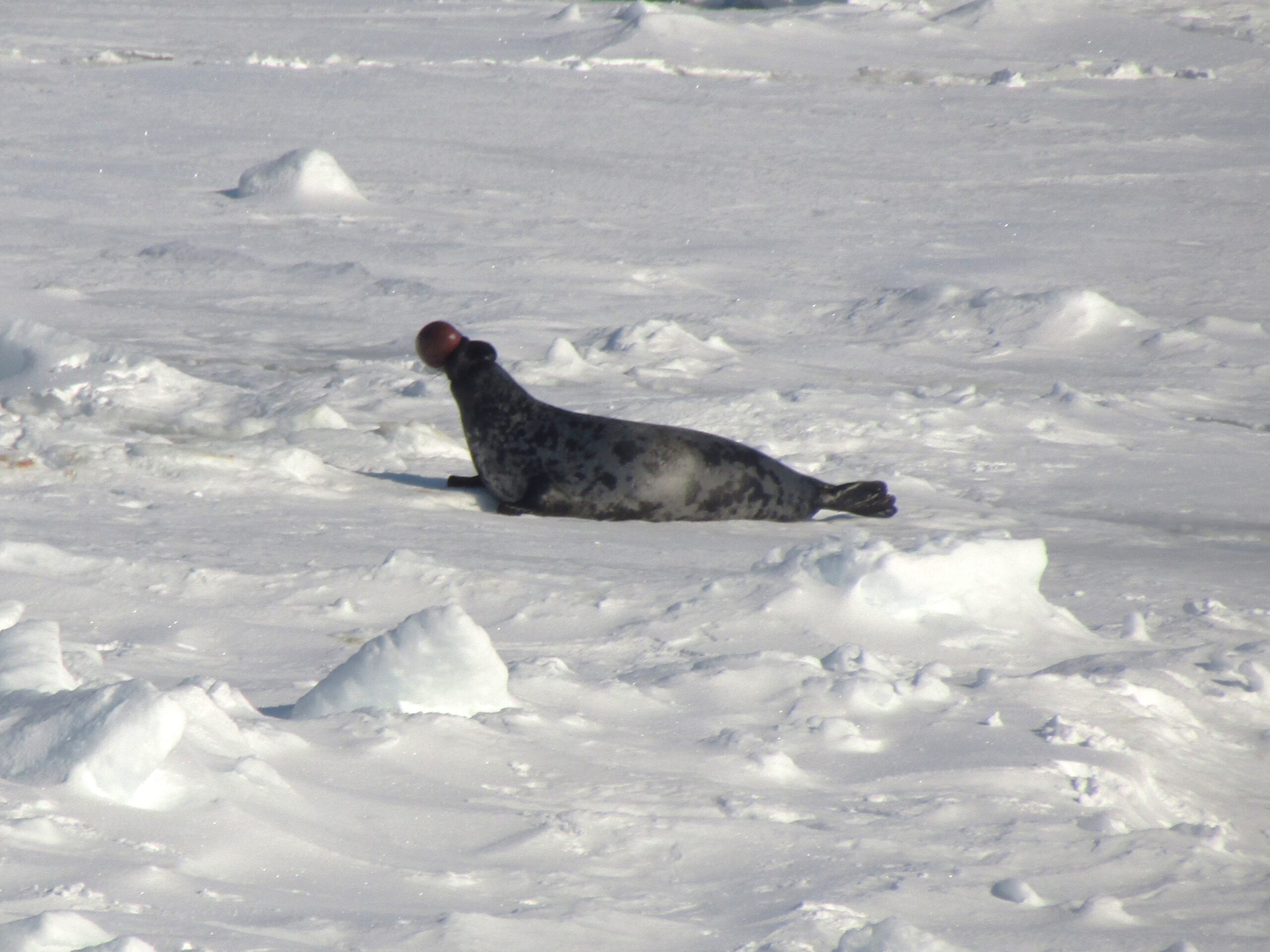 A male hooded seal