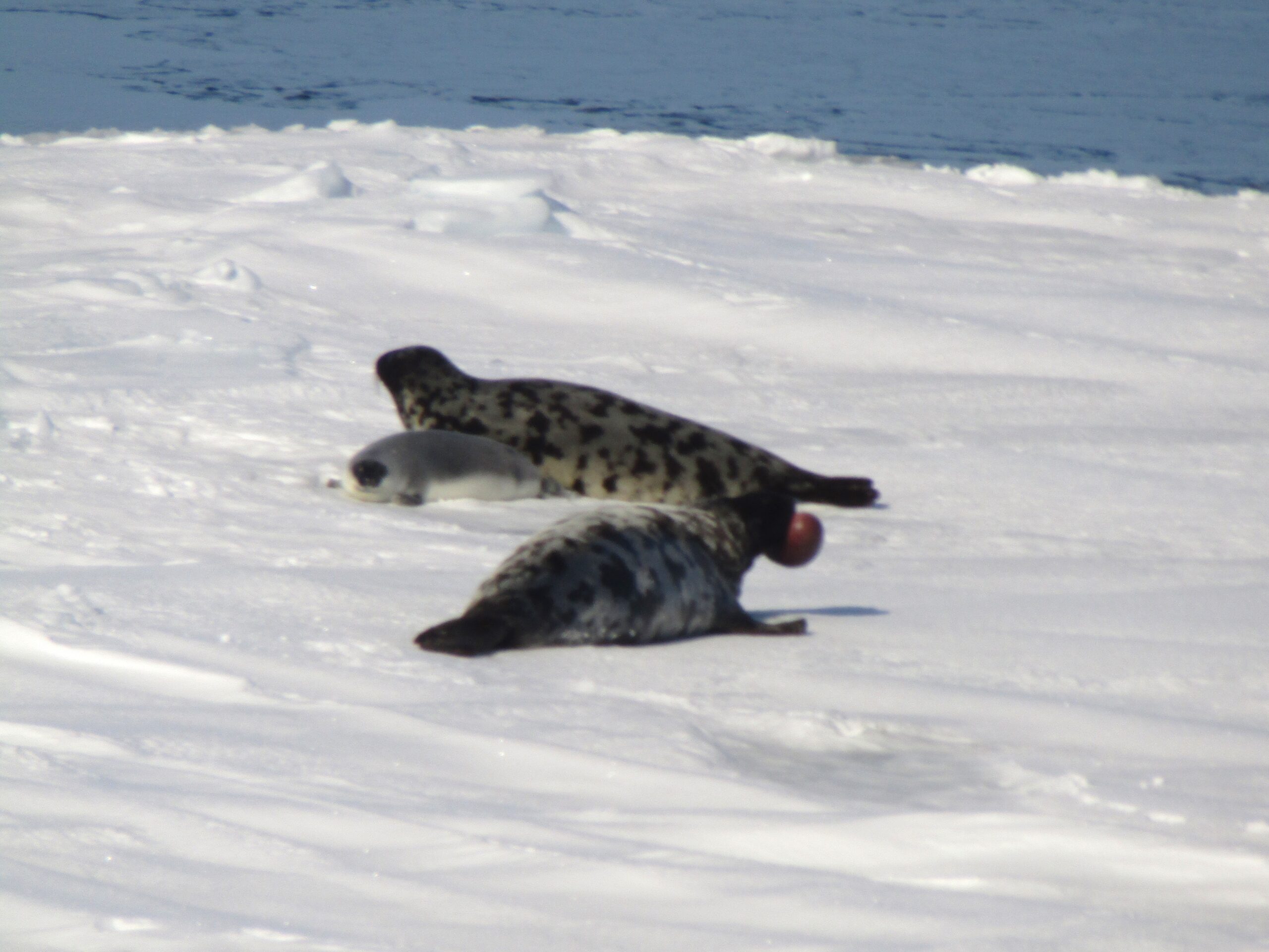 A family on the ice