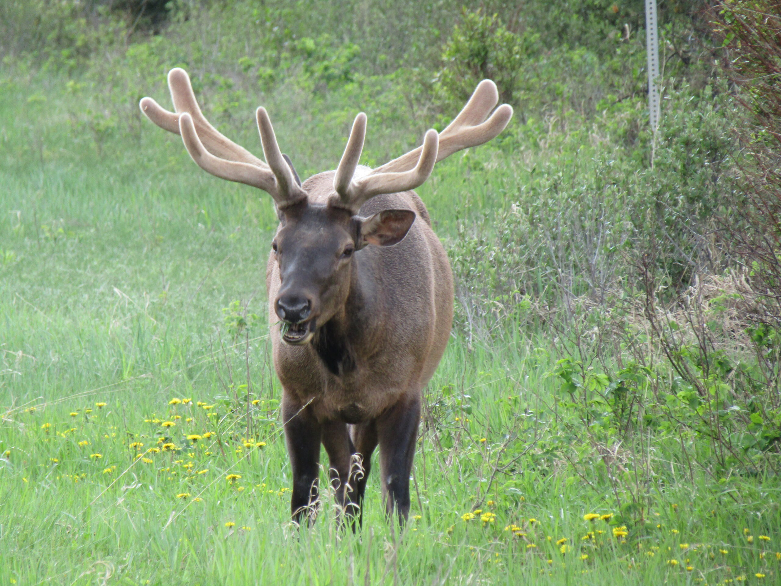 A large elk bull near Mount Robson, BC, Canada