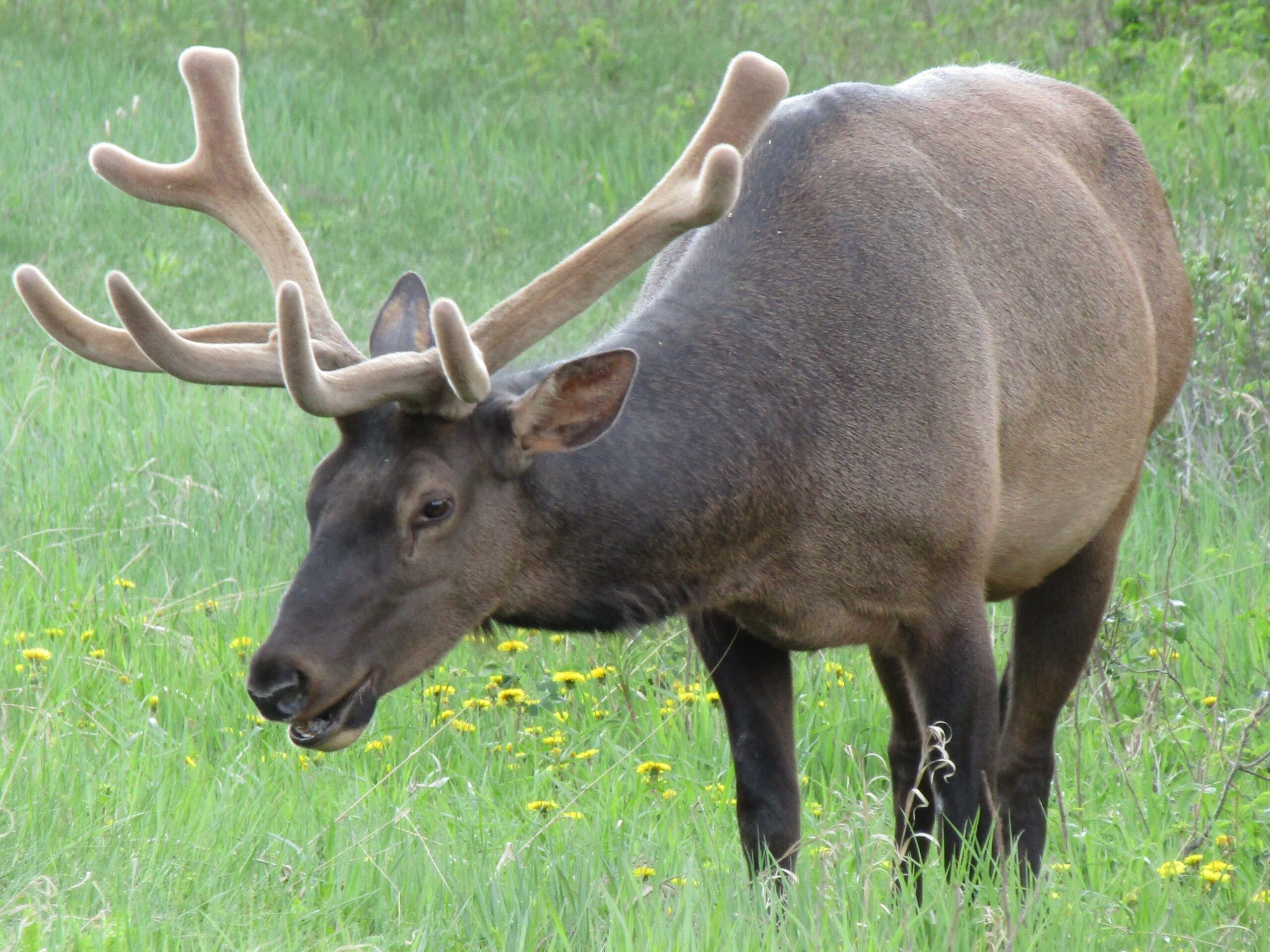 Impressive antlers