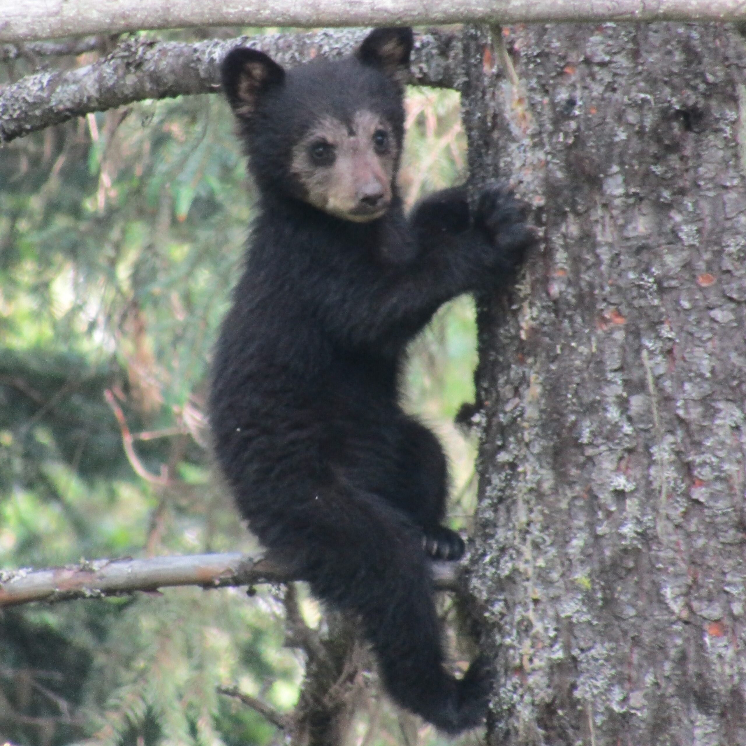 So, what's cuter than a black bear cub?