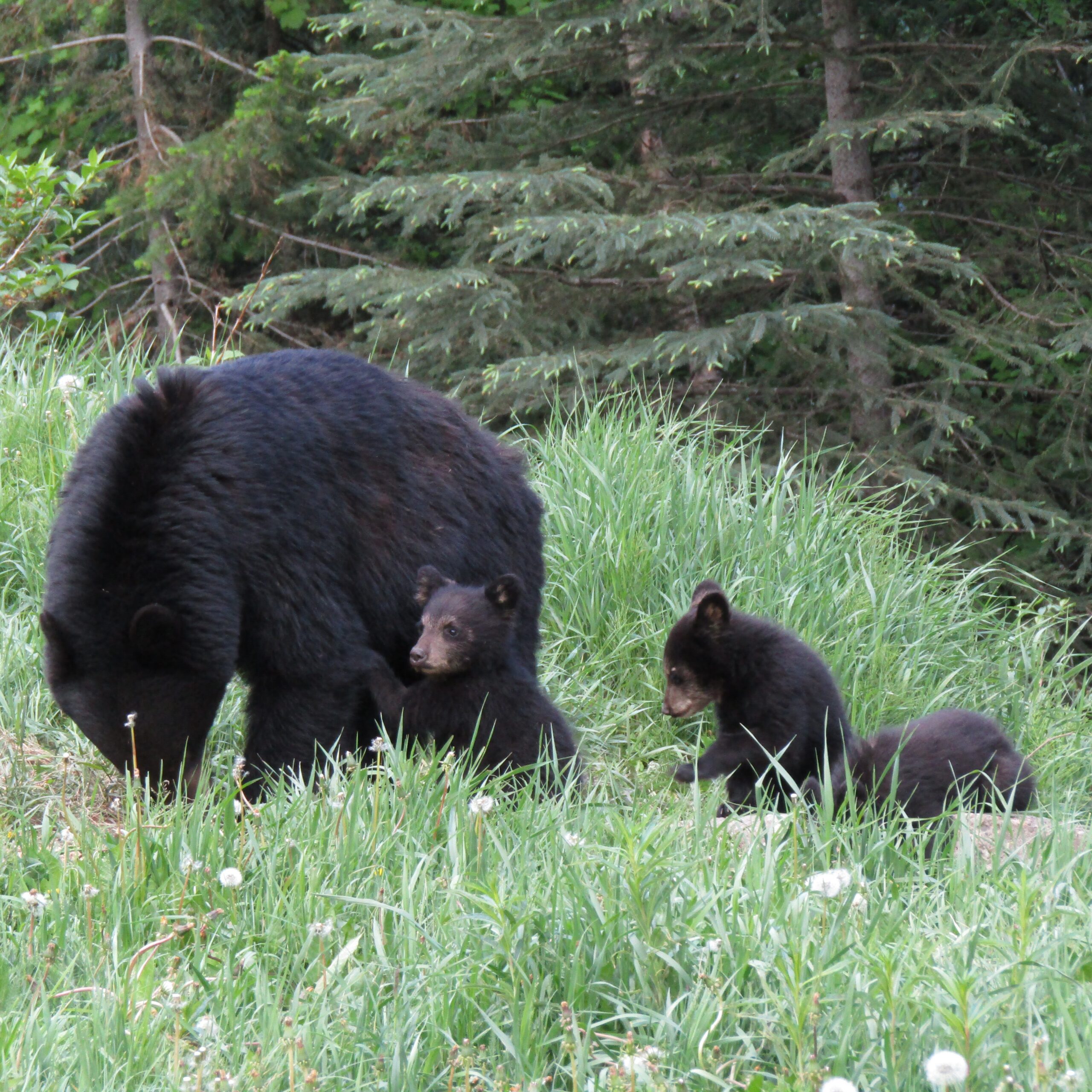 The family feeding together