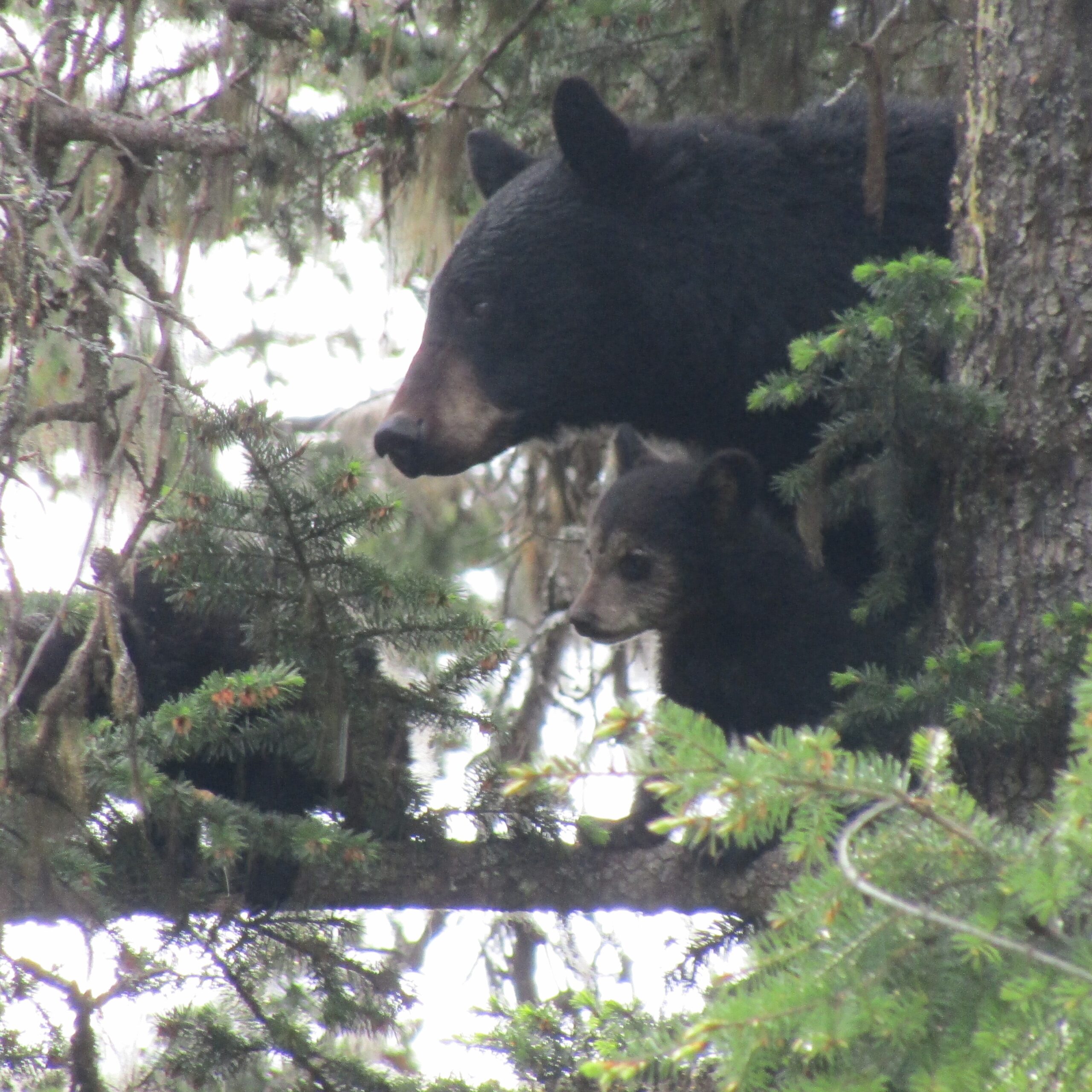 ... and scared them all up this tree