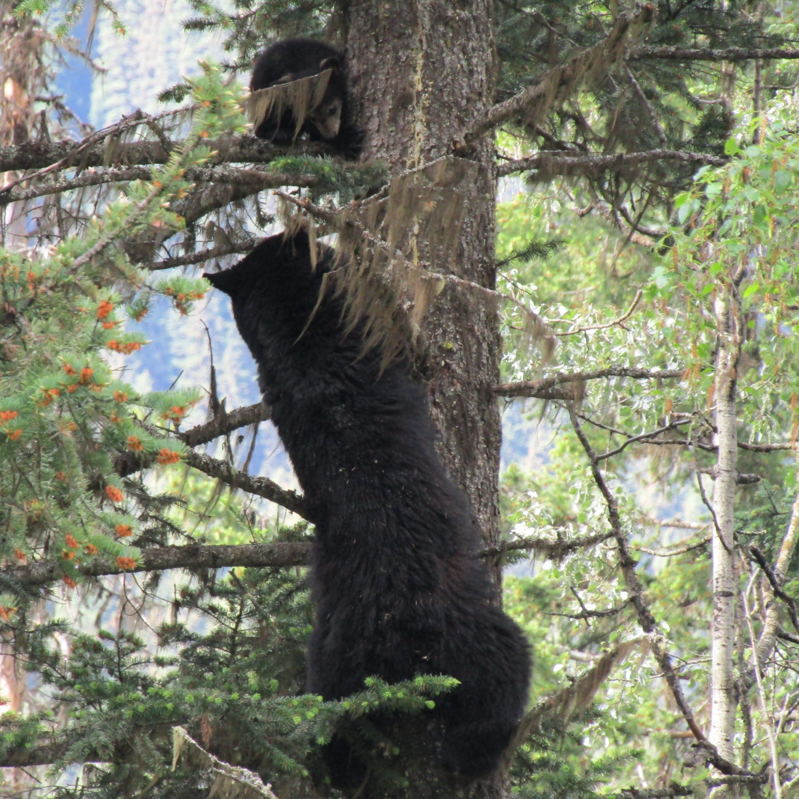 After the male left, they climbed down