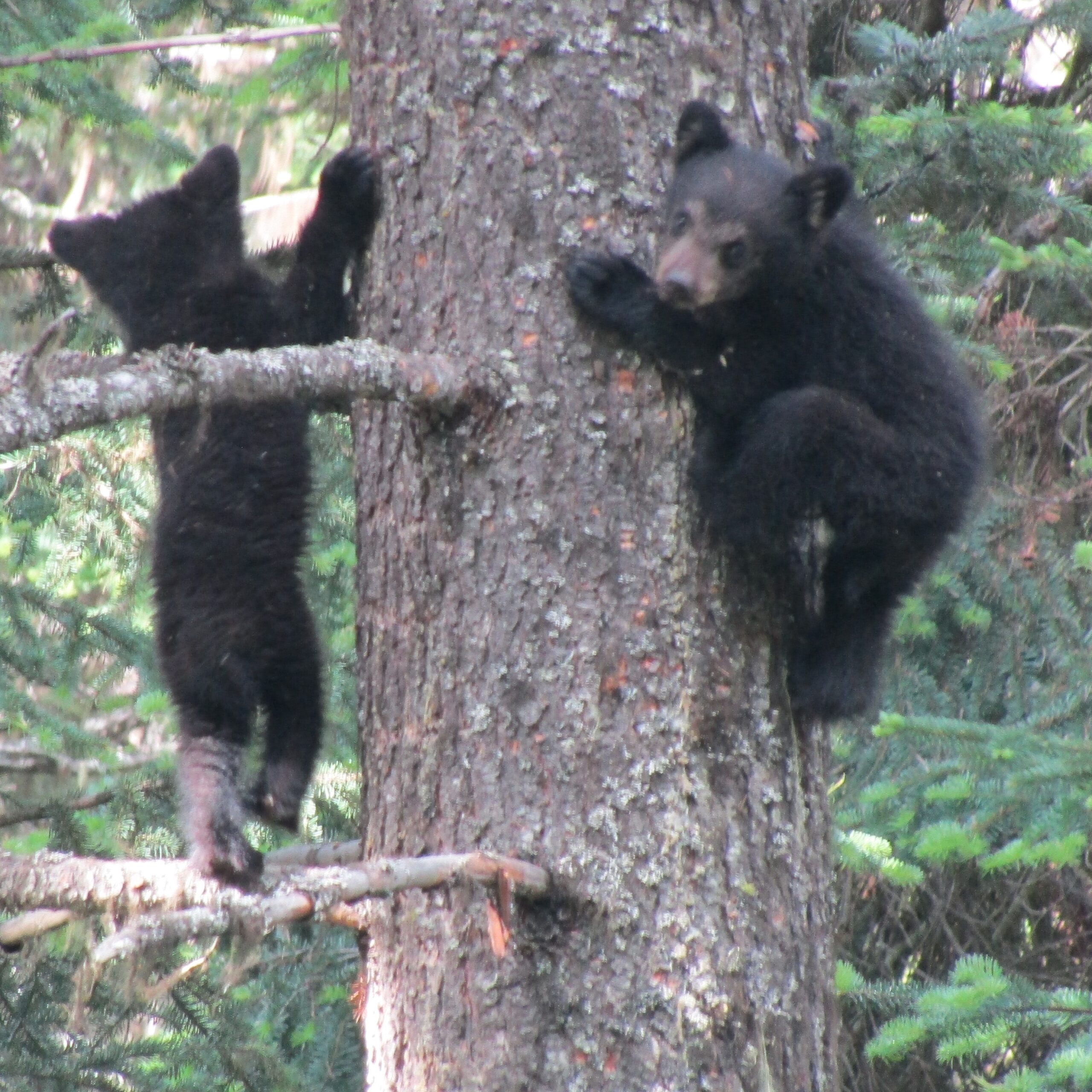 .... playing and climbing a tree