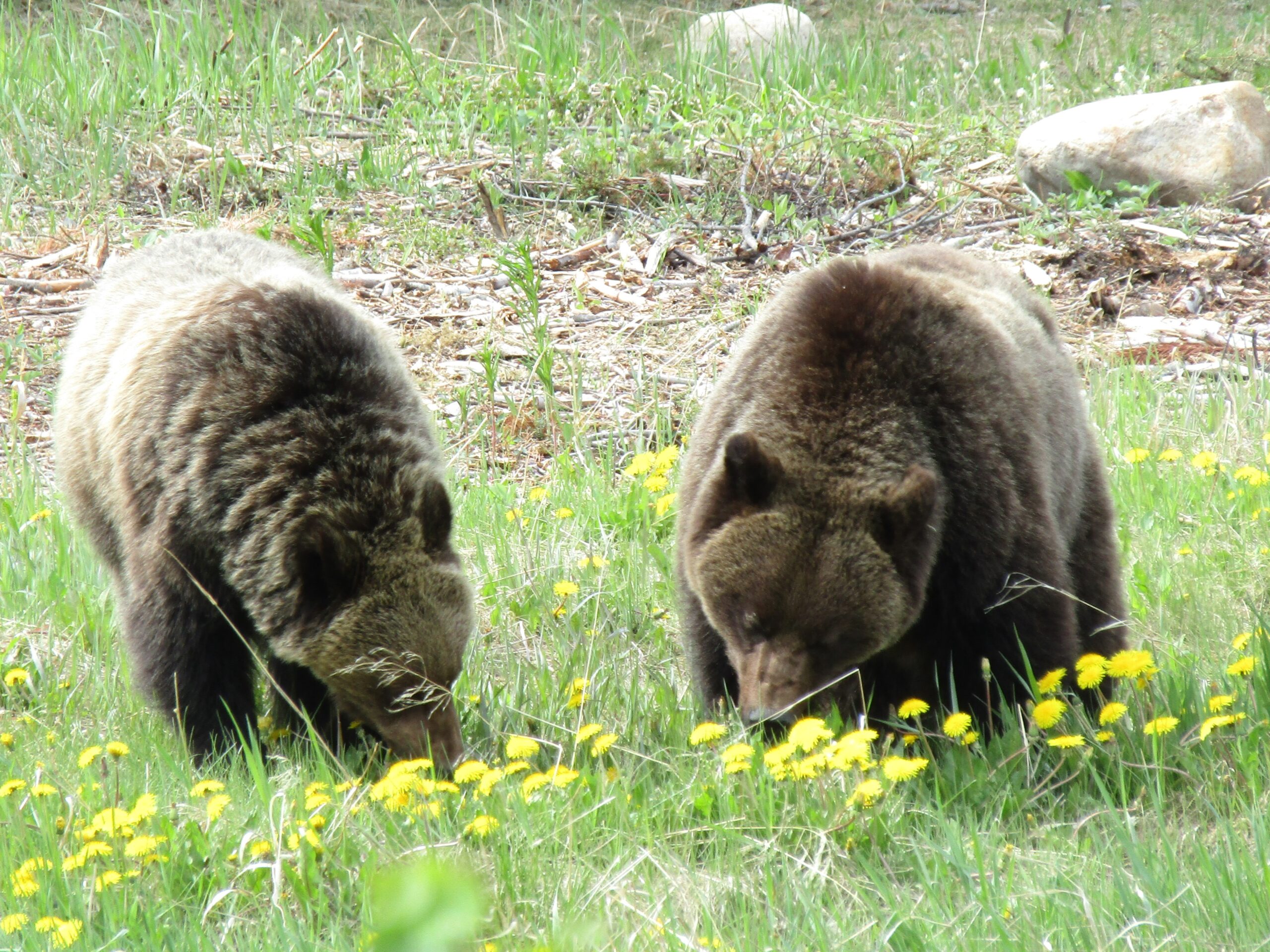 A mother and large cub gorging on dandelions