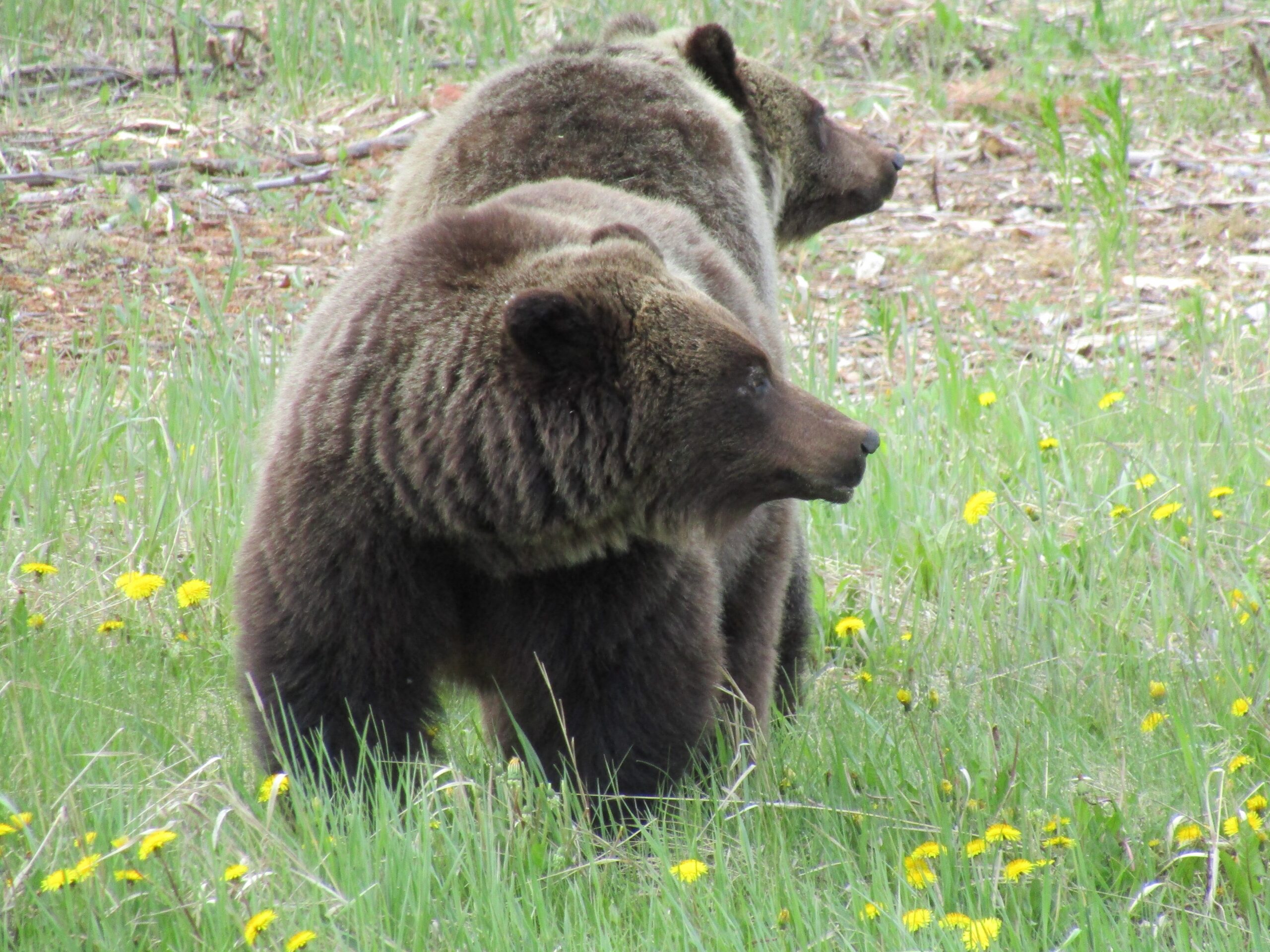 Grizzlies guarding the front and rear