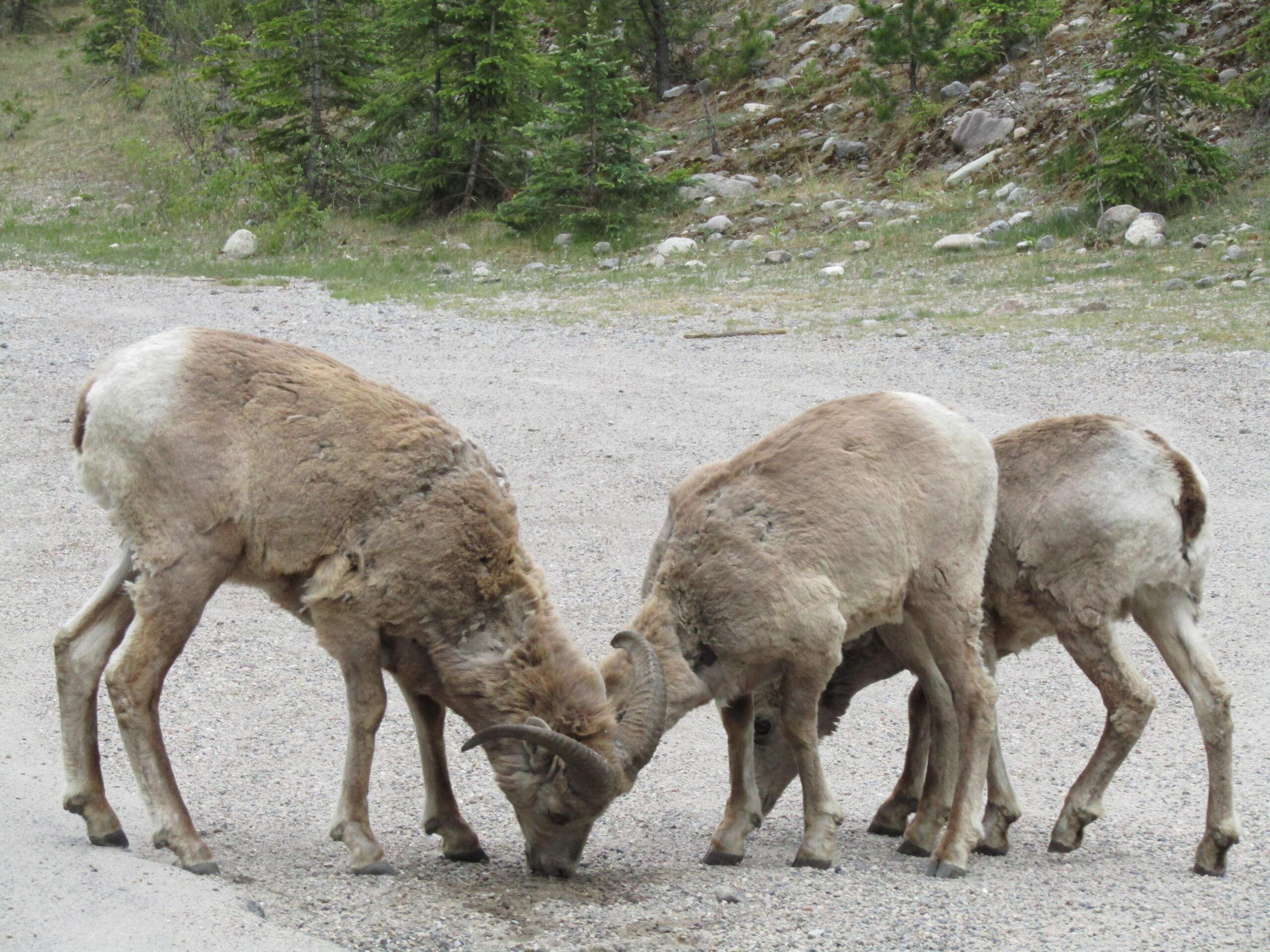 Wild bighorn sheep (not quite deer)