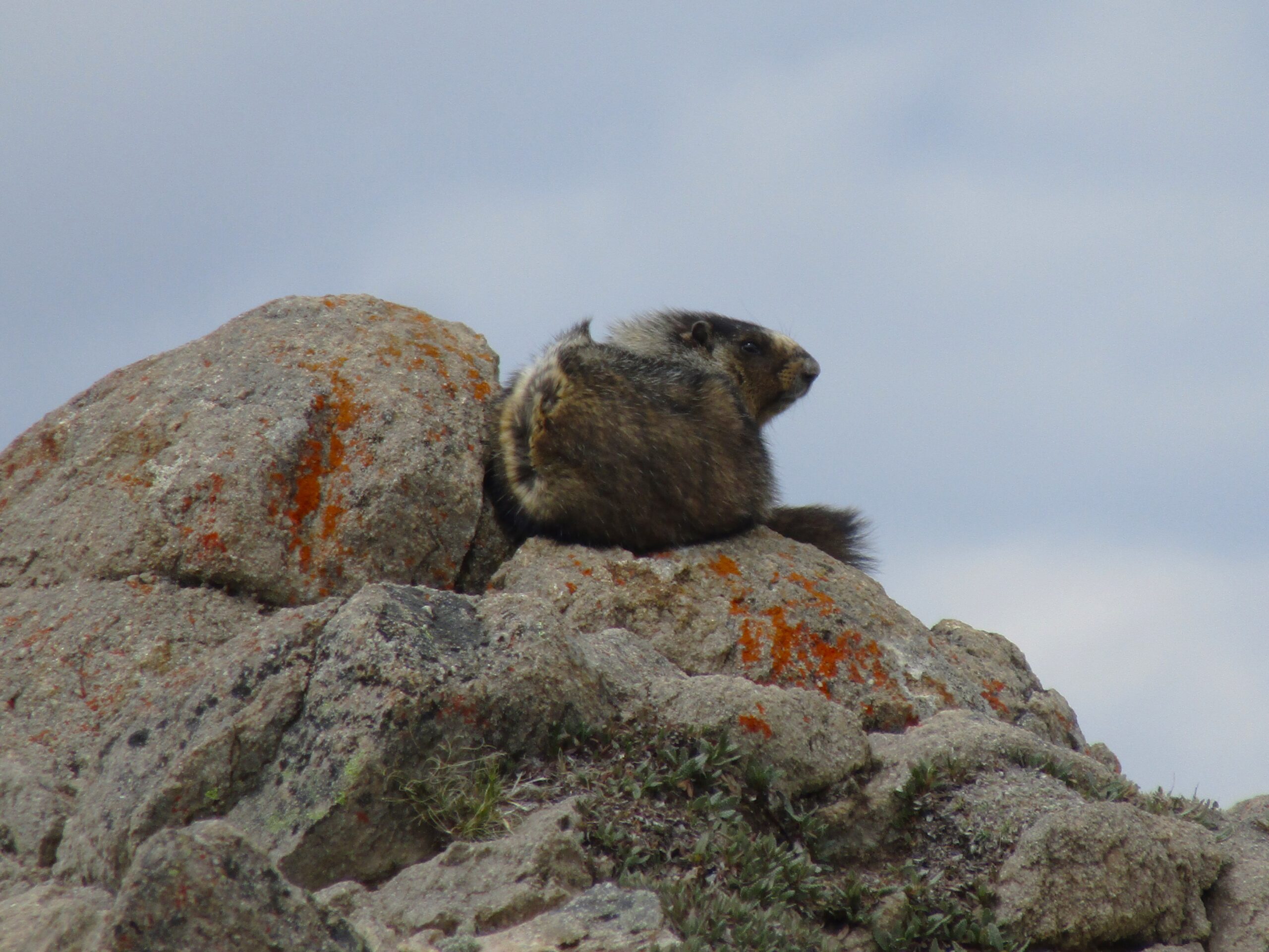 Braving the exposed Rocky peaks