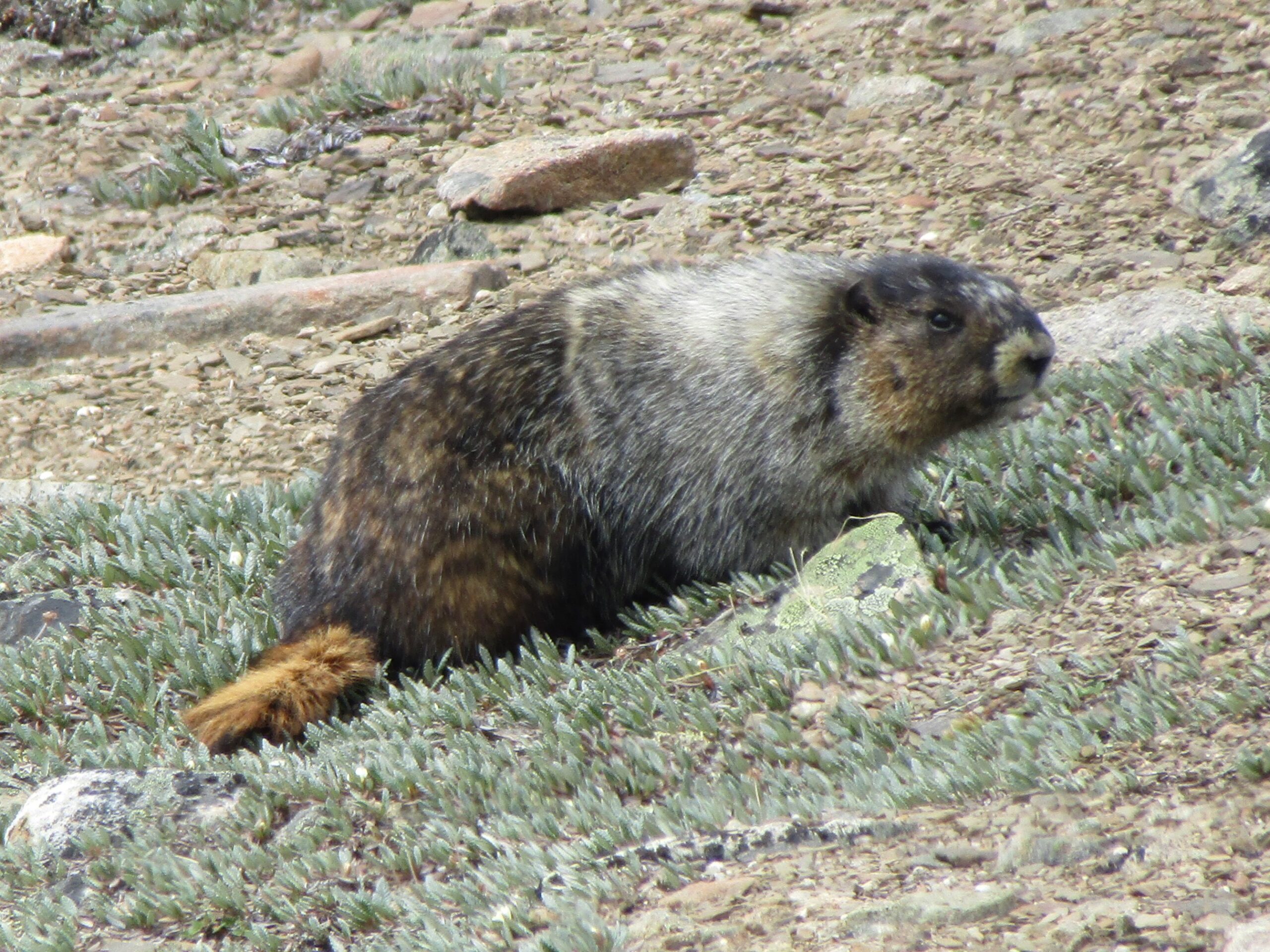 Marmot