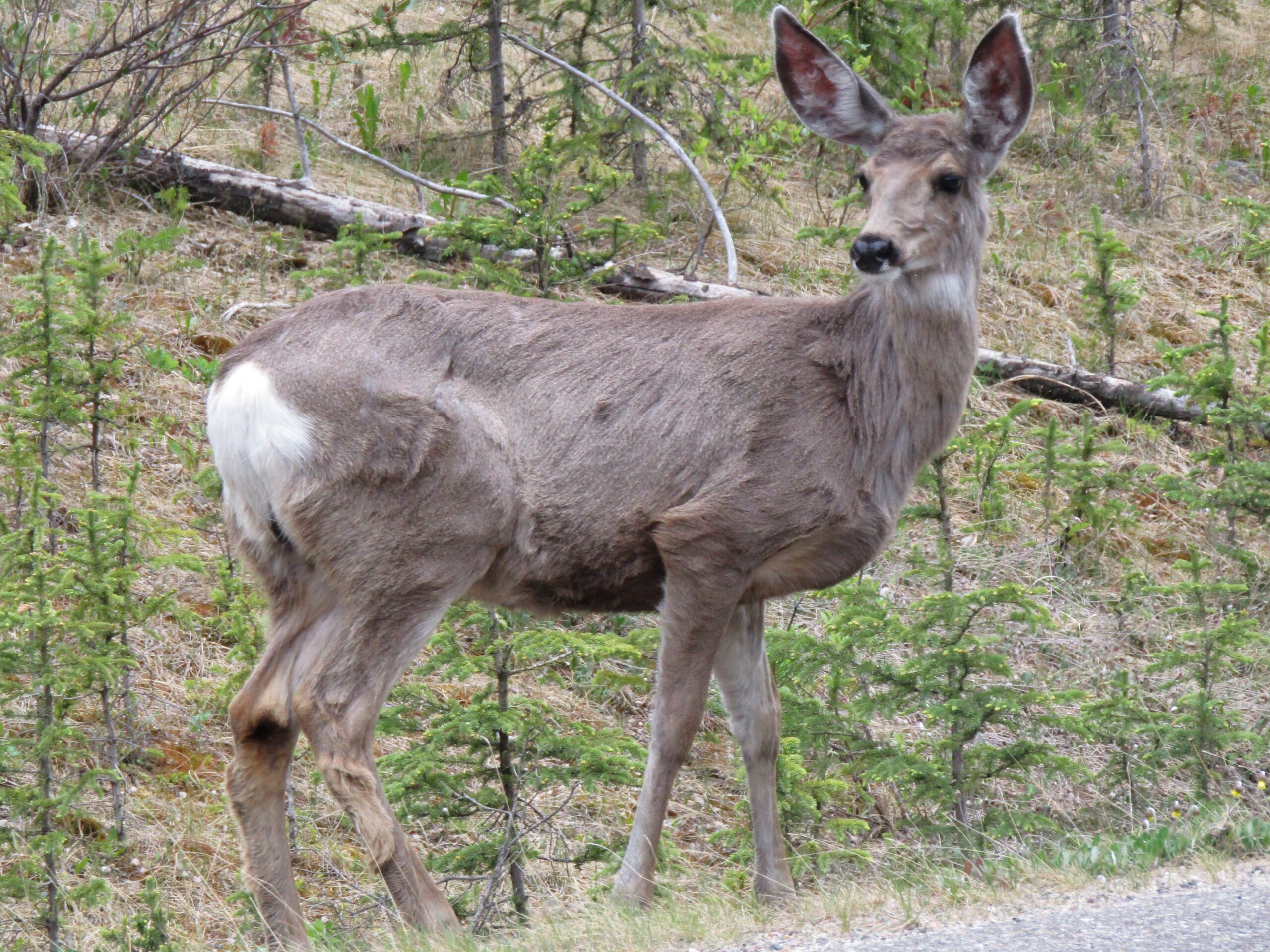 Mule deer