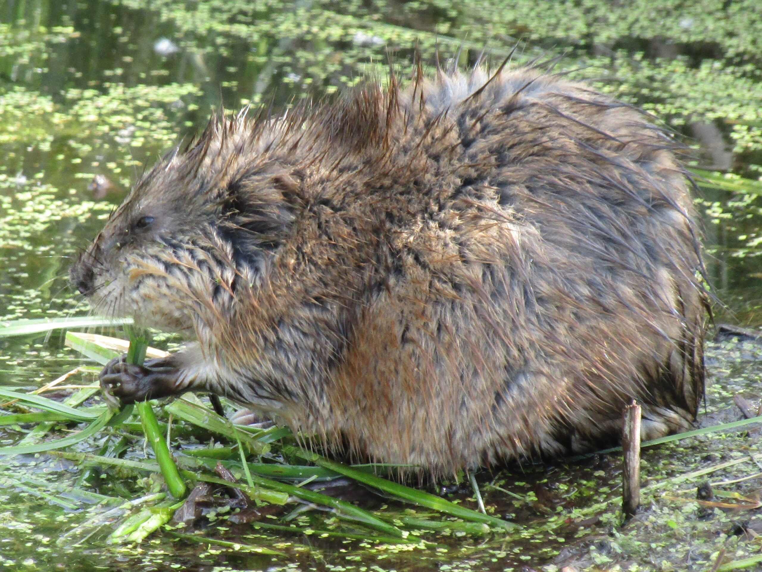 A musk rat