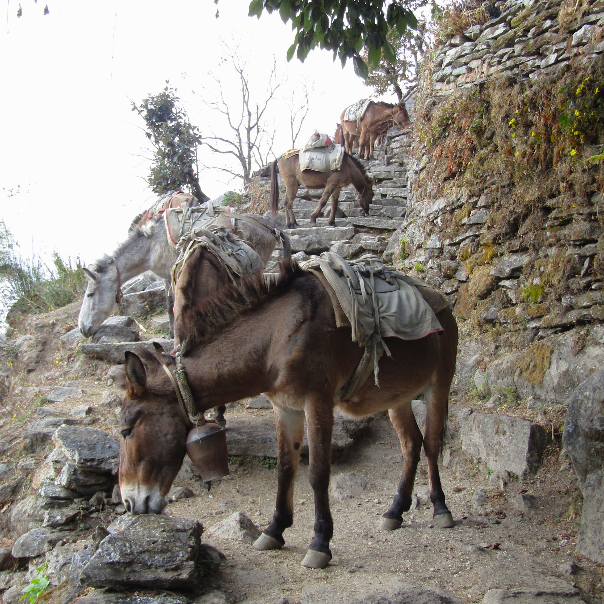 Mules are used to transport goods