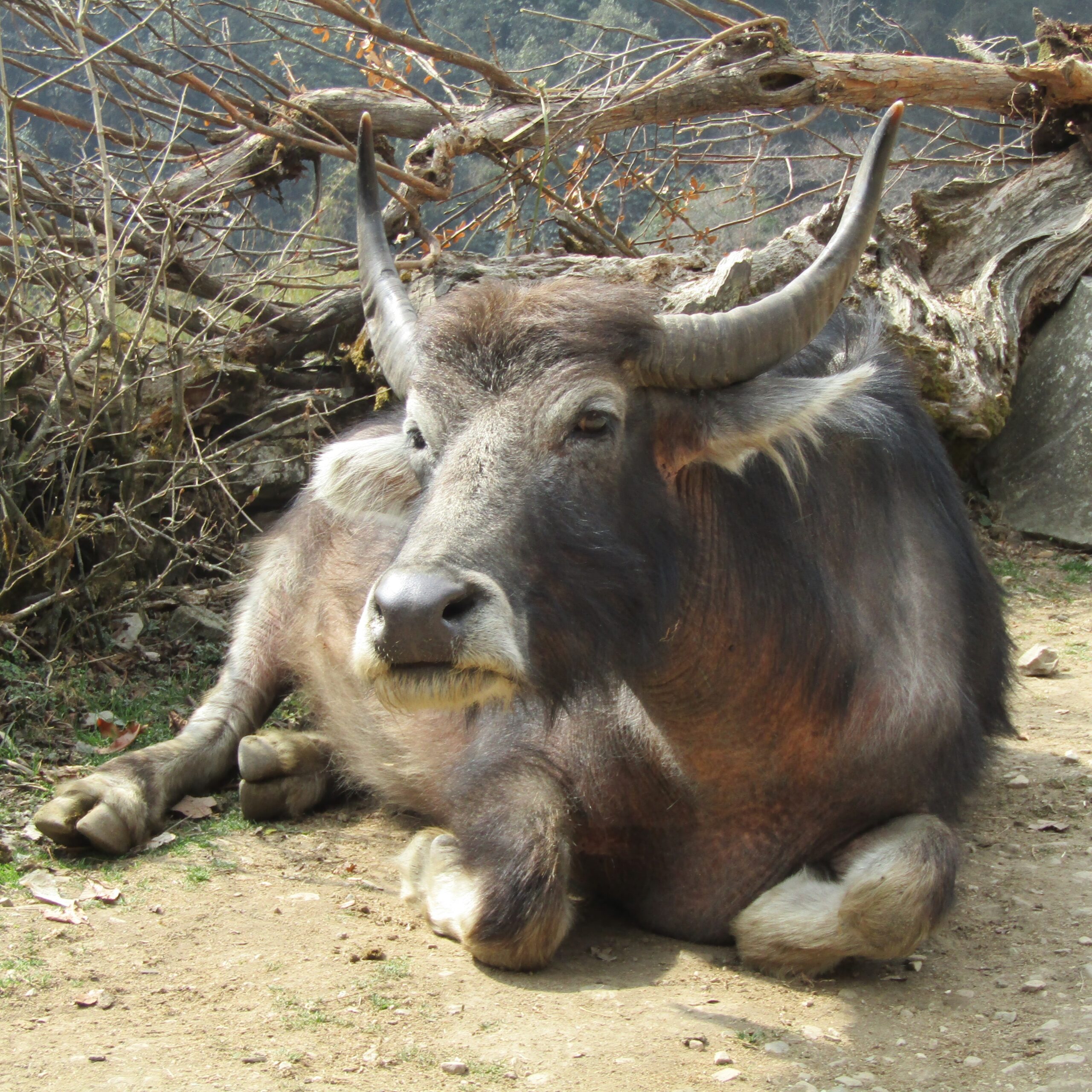 Cows graze near the trail