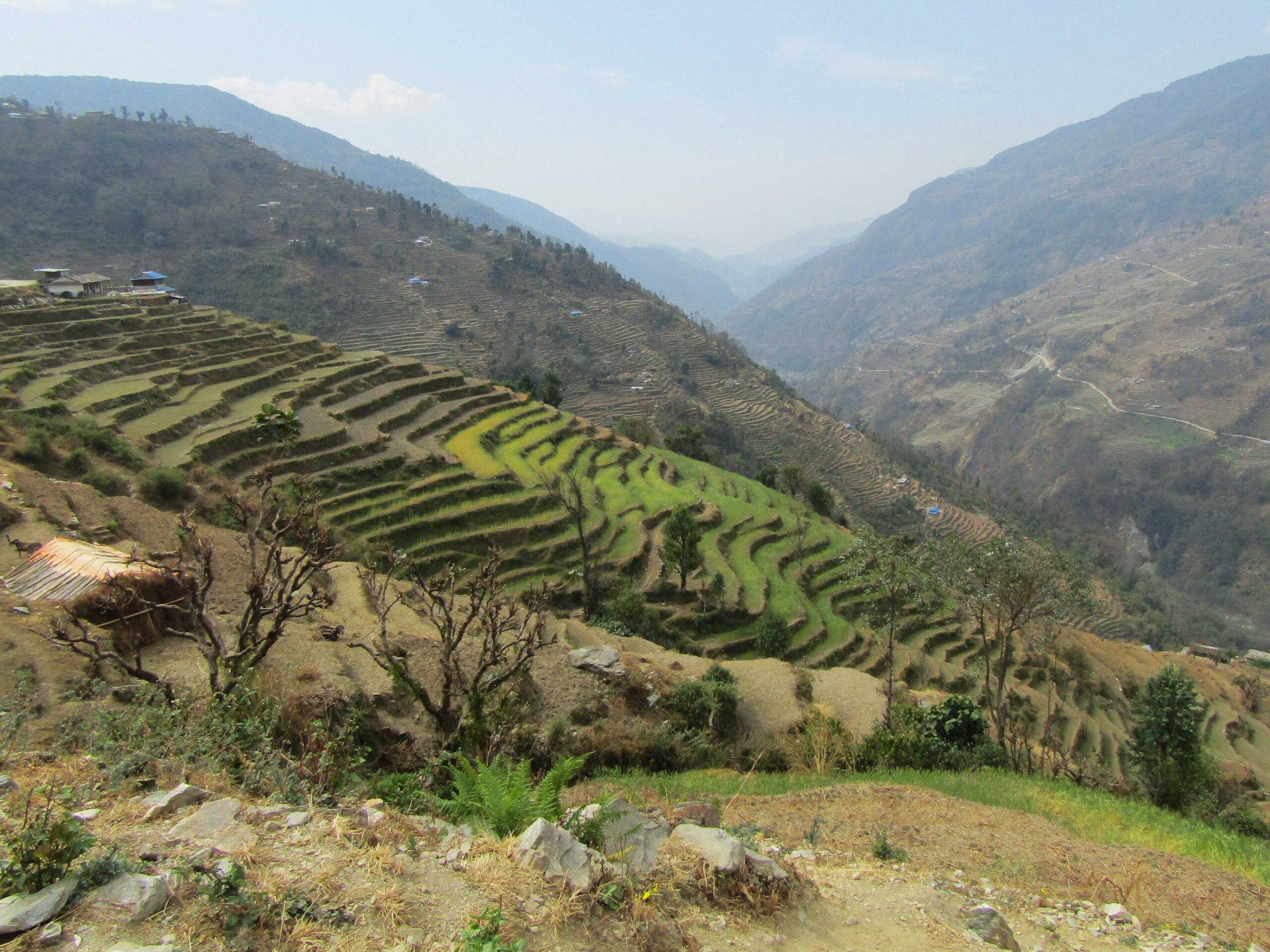 Rice terrace